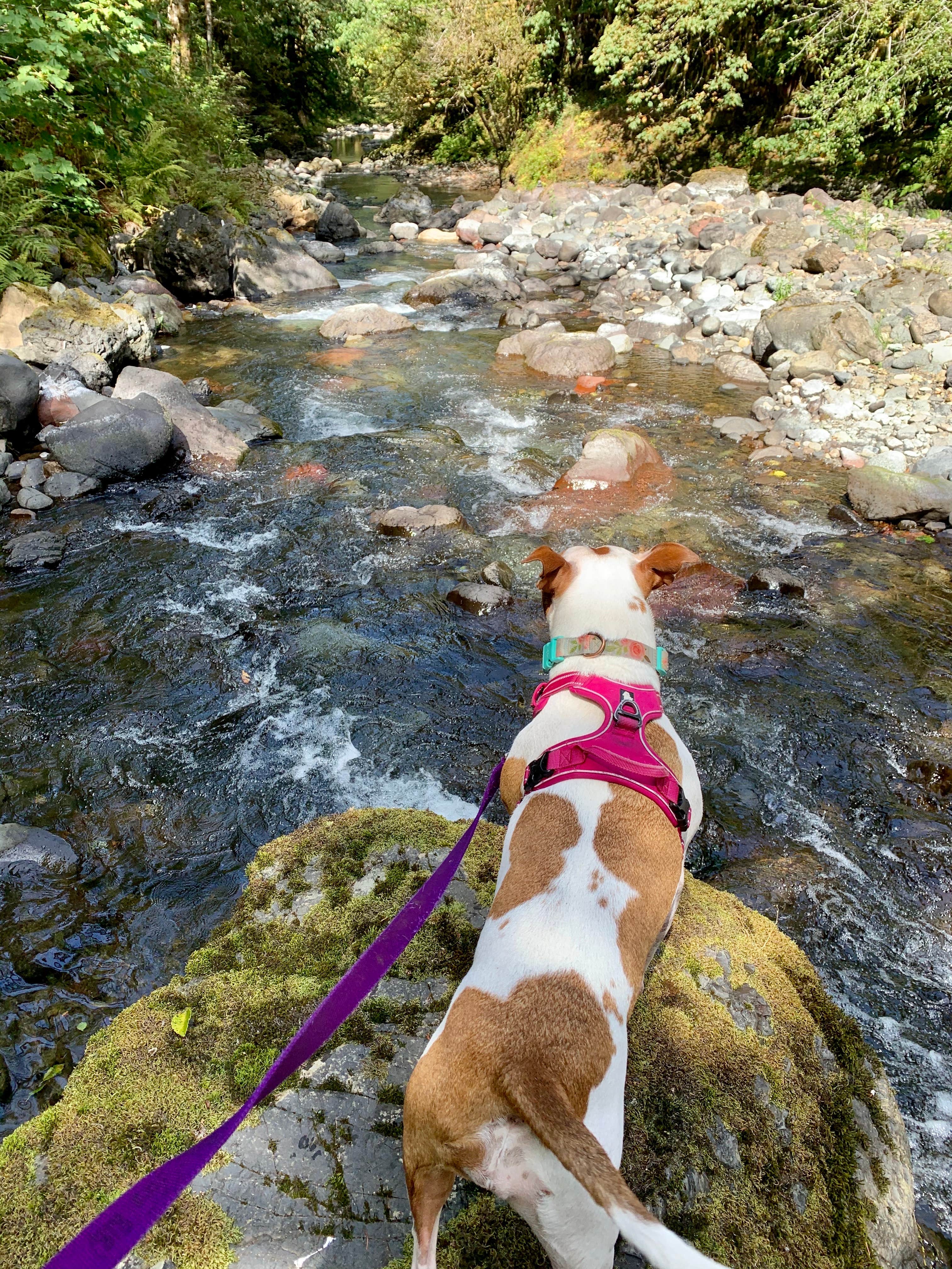 Cameren M.'s photo of camping with pets at Cook Creek near Cannon Beach, OR