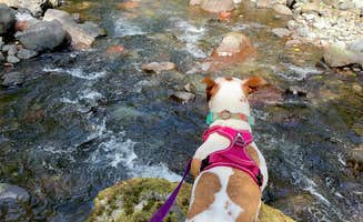 Cameren M.'s photo of camping with pets at Cook Creek near Cannon Beach, OR