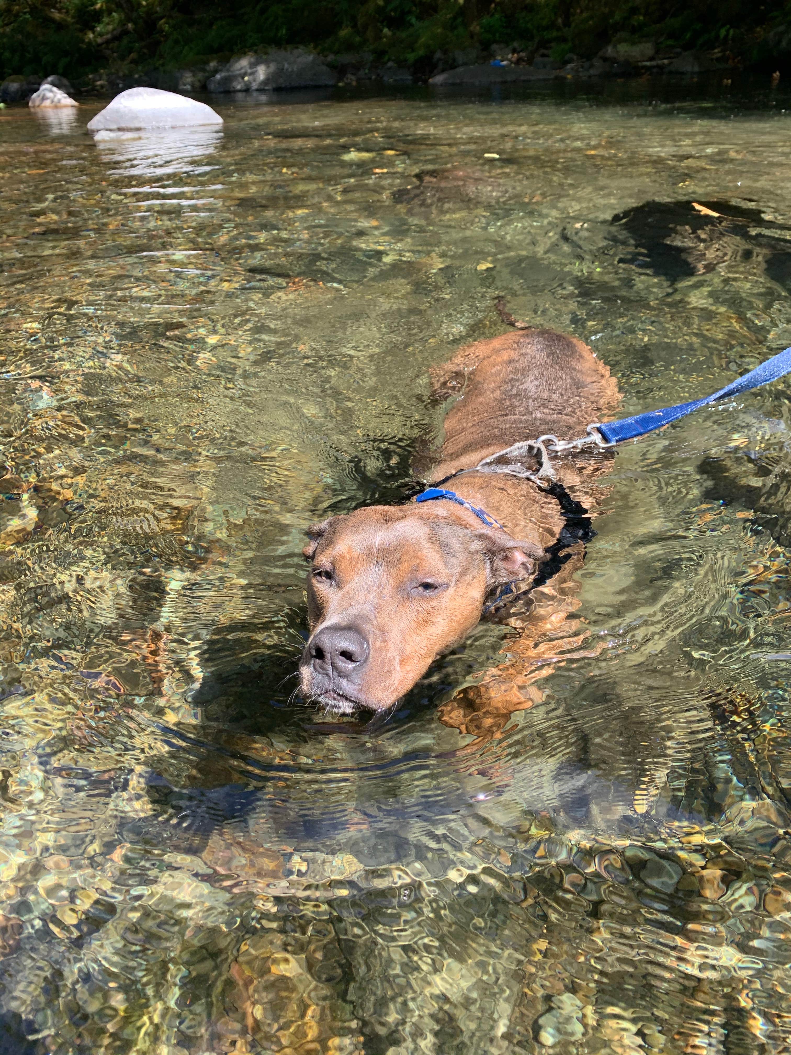 Cameren M.'s photo of camping with pets at Cook Creek near Cannon Beach, OR