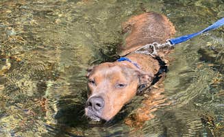 Cameren M.'s photo of camping with pets at Cook Creek near Cannon Beach, OR
