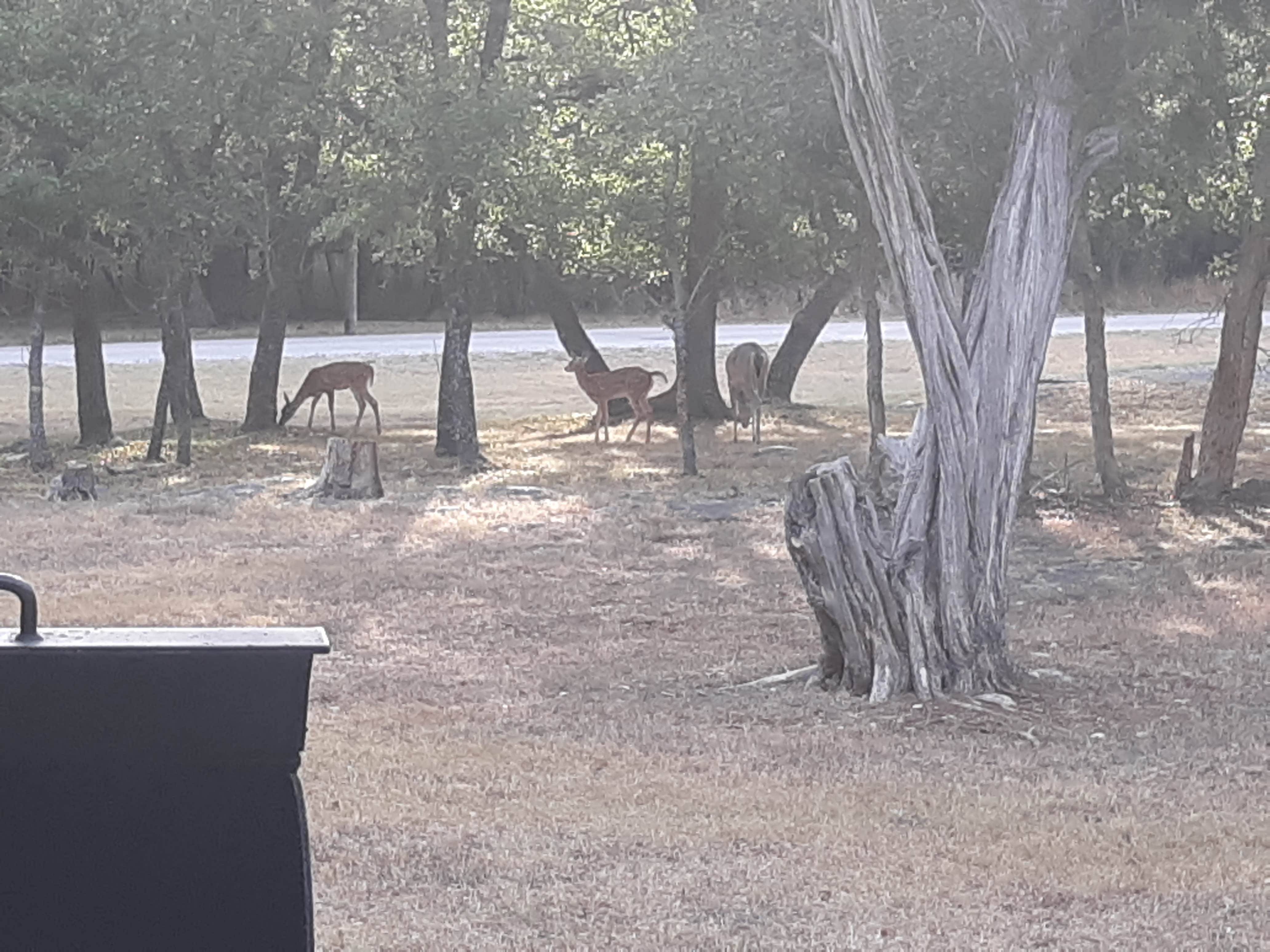 Camper-submitted photo at Cedar Ridge (TX) near Belton Lake