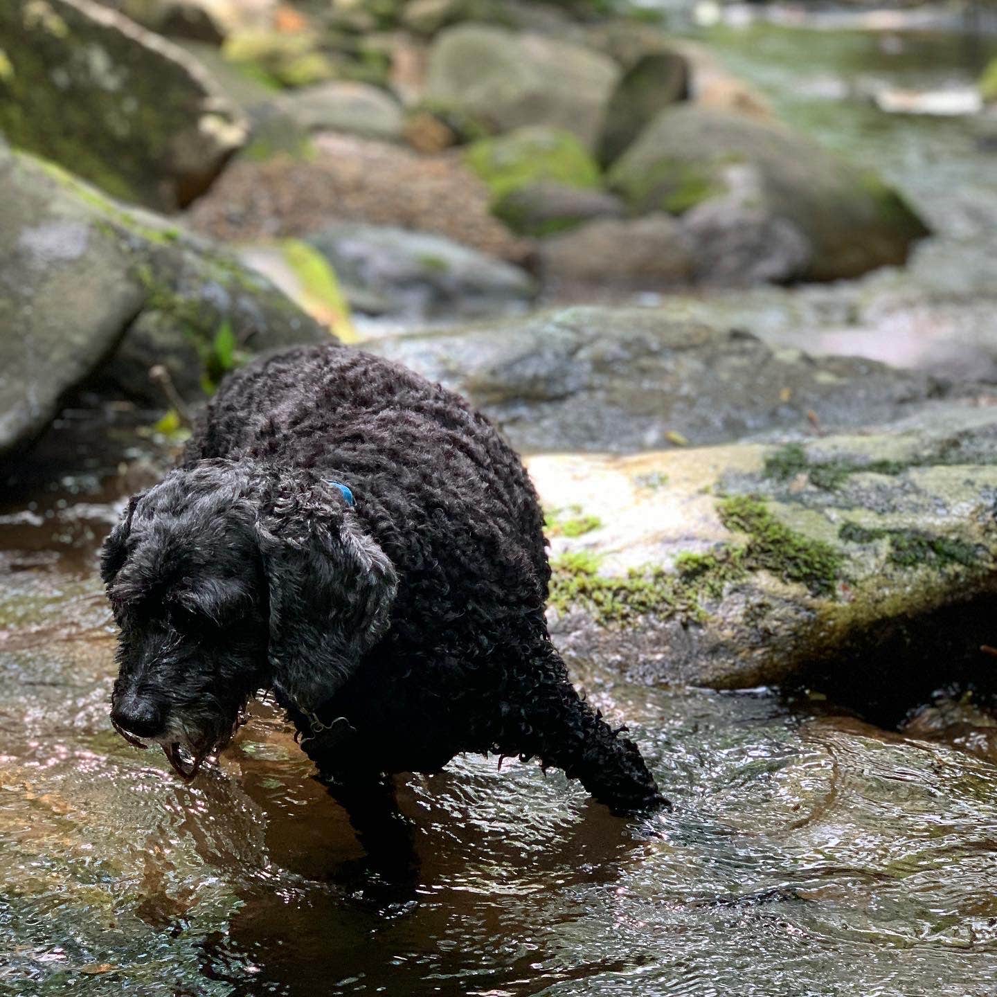 Anjanel P.'s photo of camping with pets at Montreat Family Campground in North Carolina