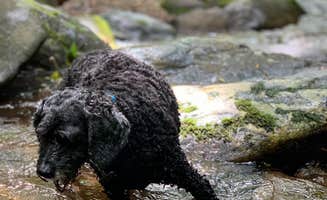 Anjanel P.'s photo of camping with pets at Montreat Family Campground near Swannanoa, NC