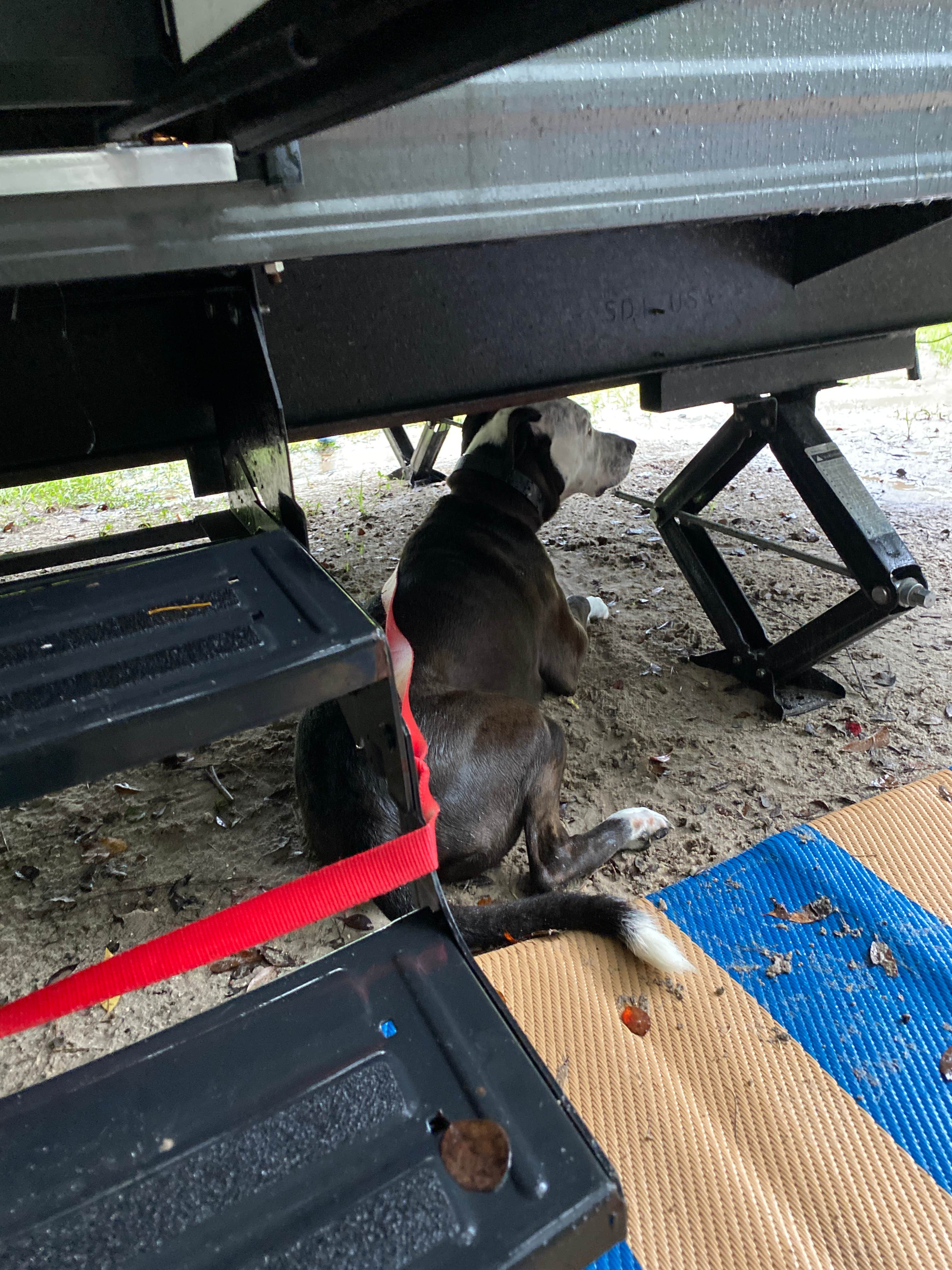 Jennifer R.'s photo of camping with pets at Hart Springs Park near Bell, FL