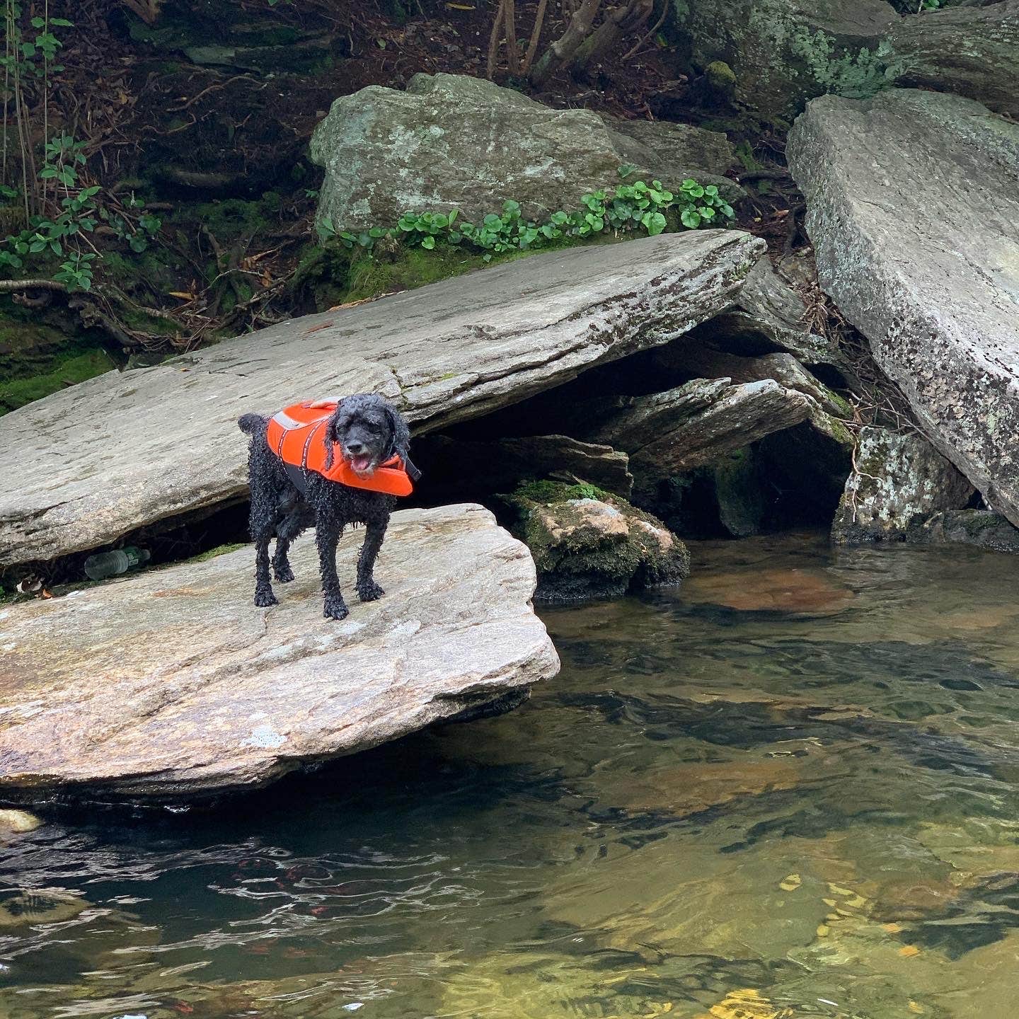 Anjanel P.'s photo of camping with pets at Davidson River Campground near Etowah, NC