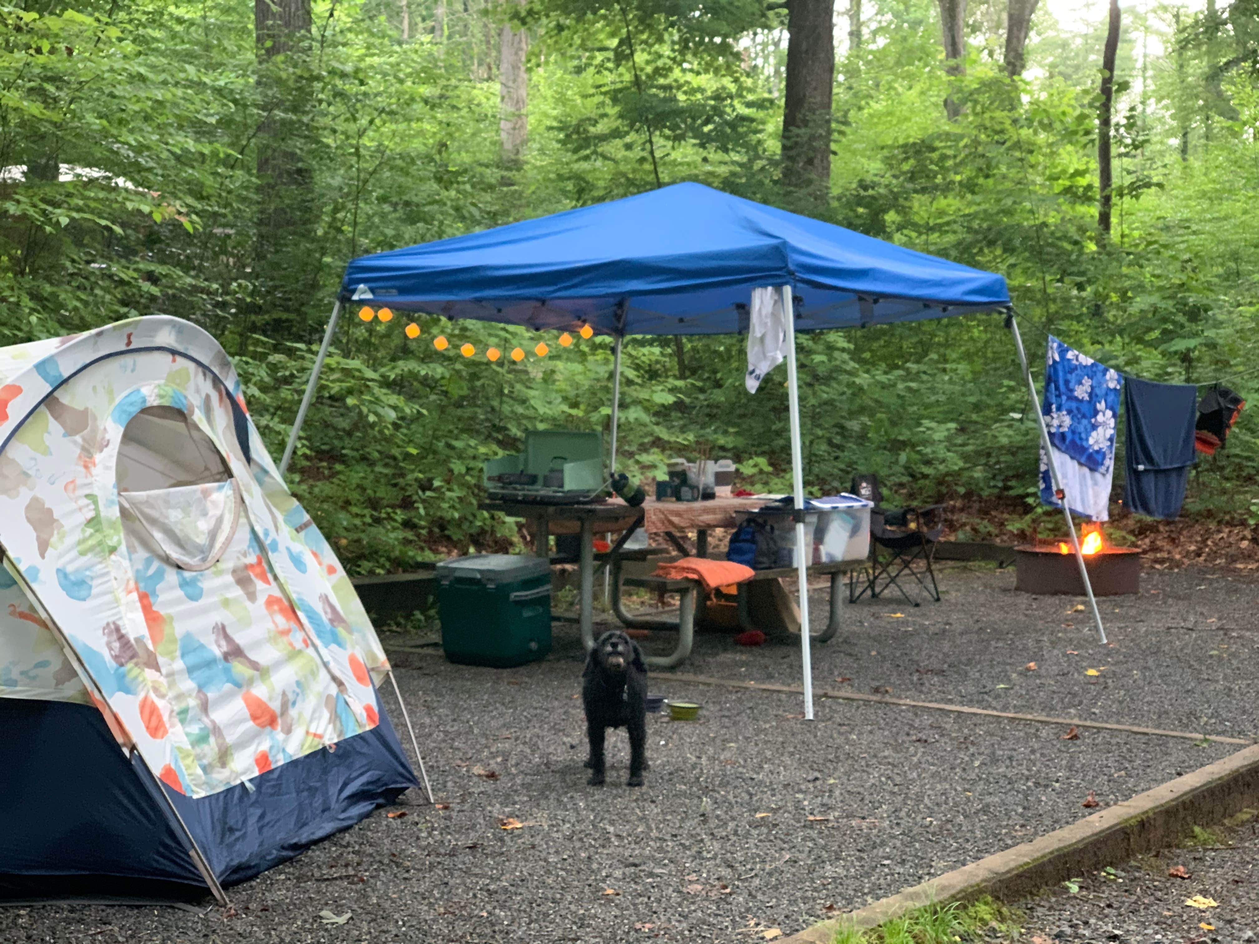 Anjanel P.'s photo at Davidson River Campground in North Carolina