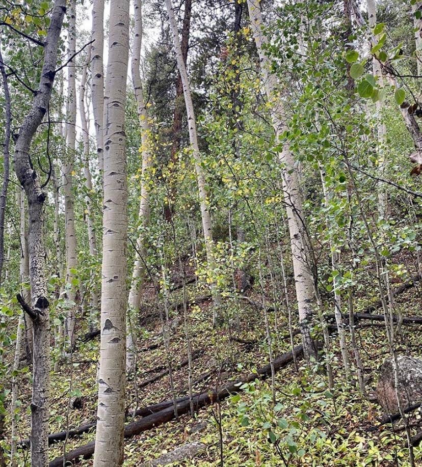 Camper-submitted photo at Pike National Forest Whiteside Campground near Grant, CO