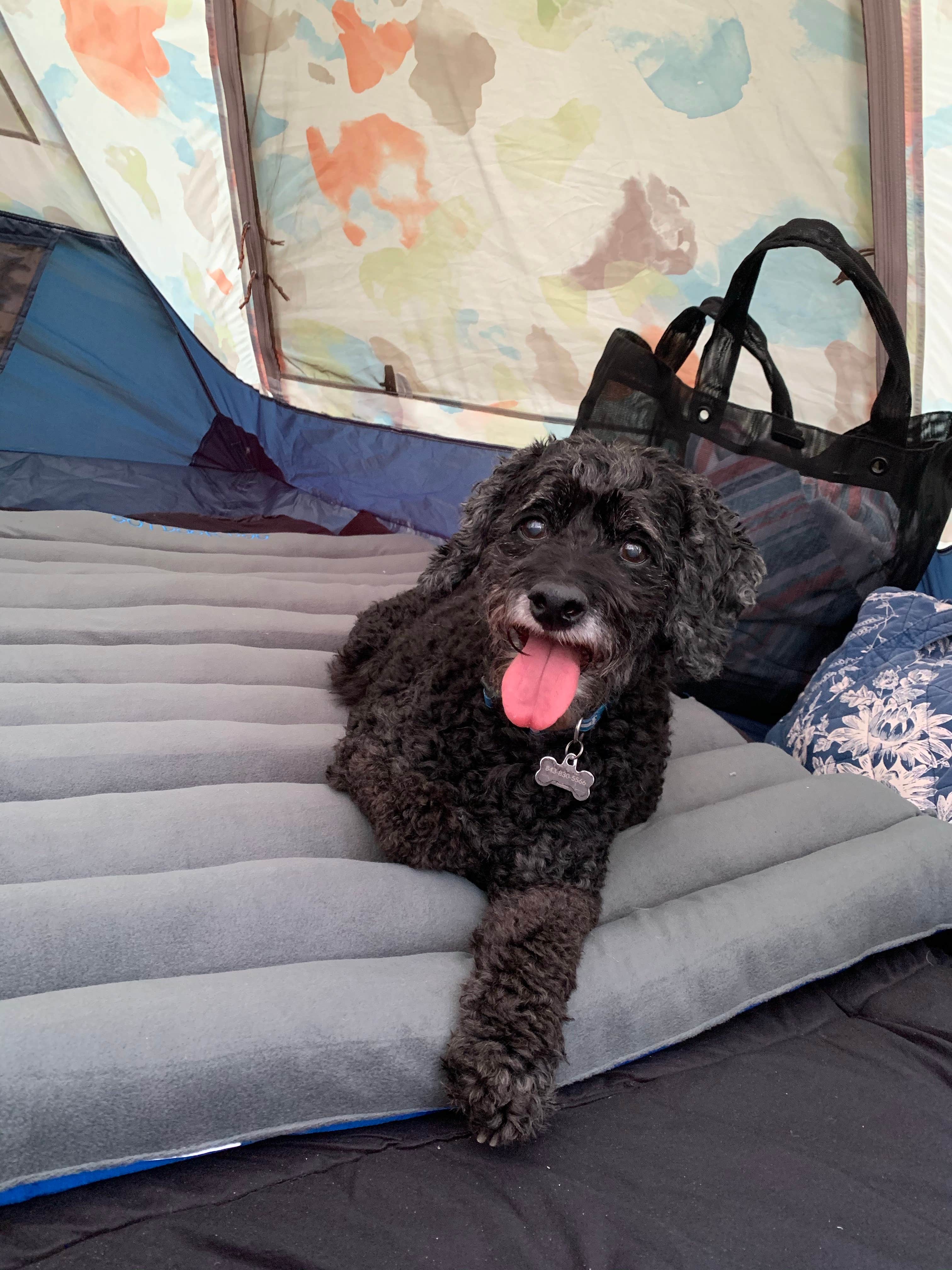 Anjanel P.'s photo of camping with pets at Lake Powhatan — National Forests In North Carolina near Arden, NC