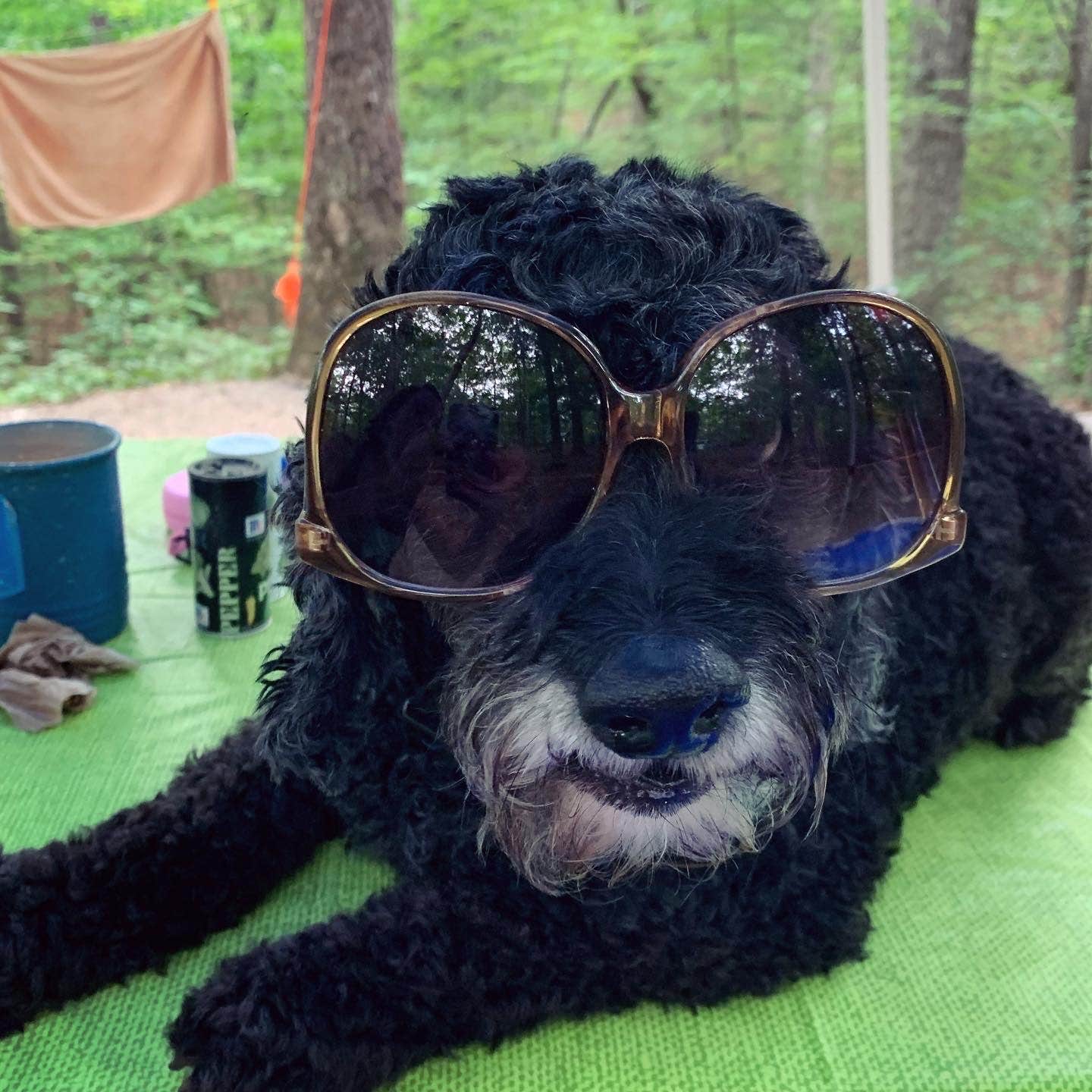 Anjanel P.'s photo of camping with pets at Lake Powhatan — National Forests In North Carolina near Swannanoa, NC
