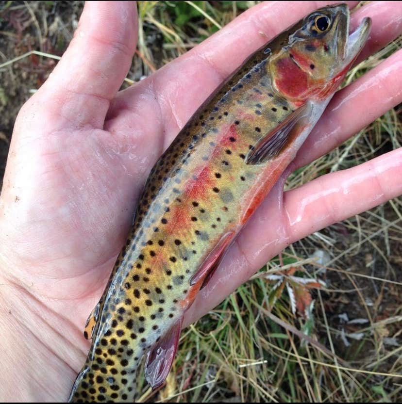 Camper-submitted photo at Rich Creek Campground near Granite, CO