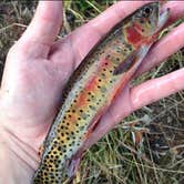 Review photo of Rich Creek Campground by Sarah F., September 1, 2020