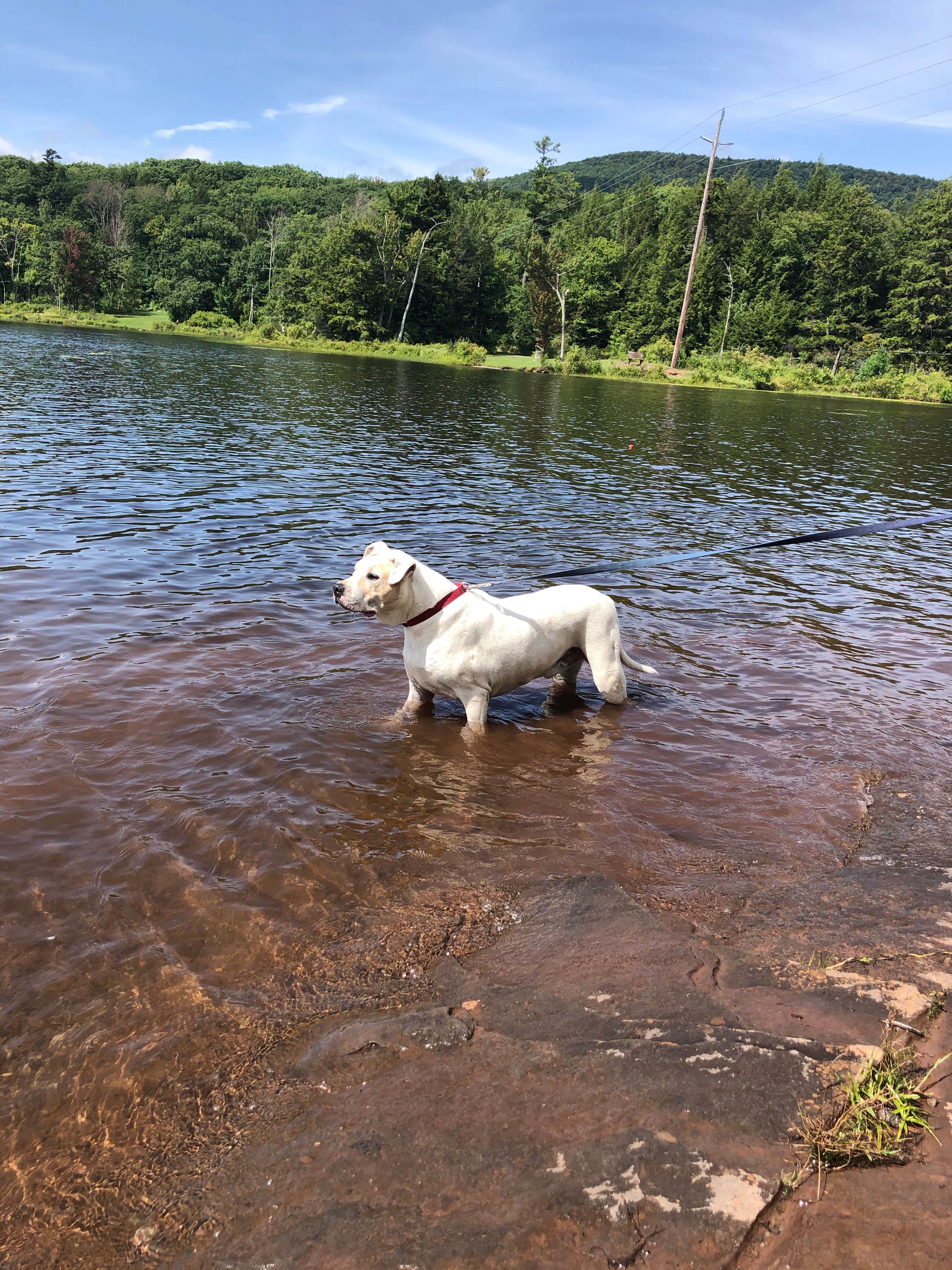 Courtney D.'s photo of camping with pets at North-South Lake Campground near Rhinebeck, NY