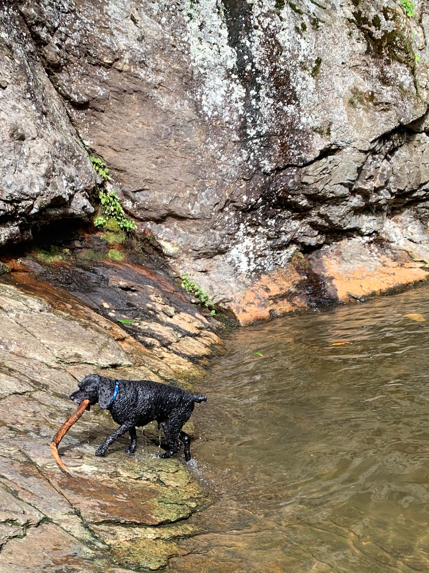Anjanel P.'s photo of camping with pets at Hanging Rock State Park Campground near Cana, VA