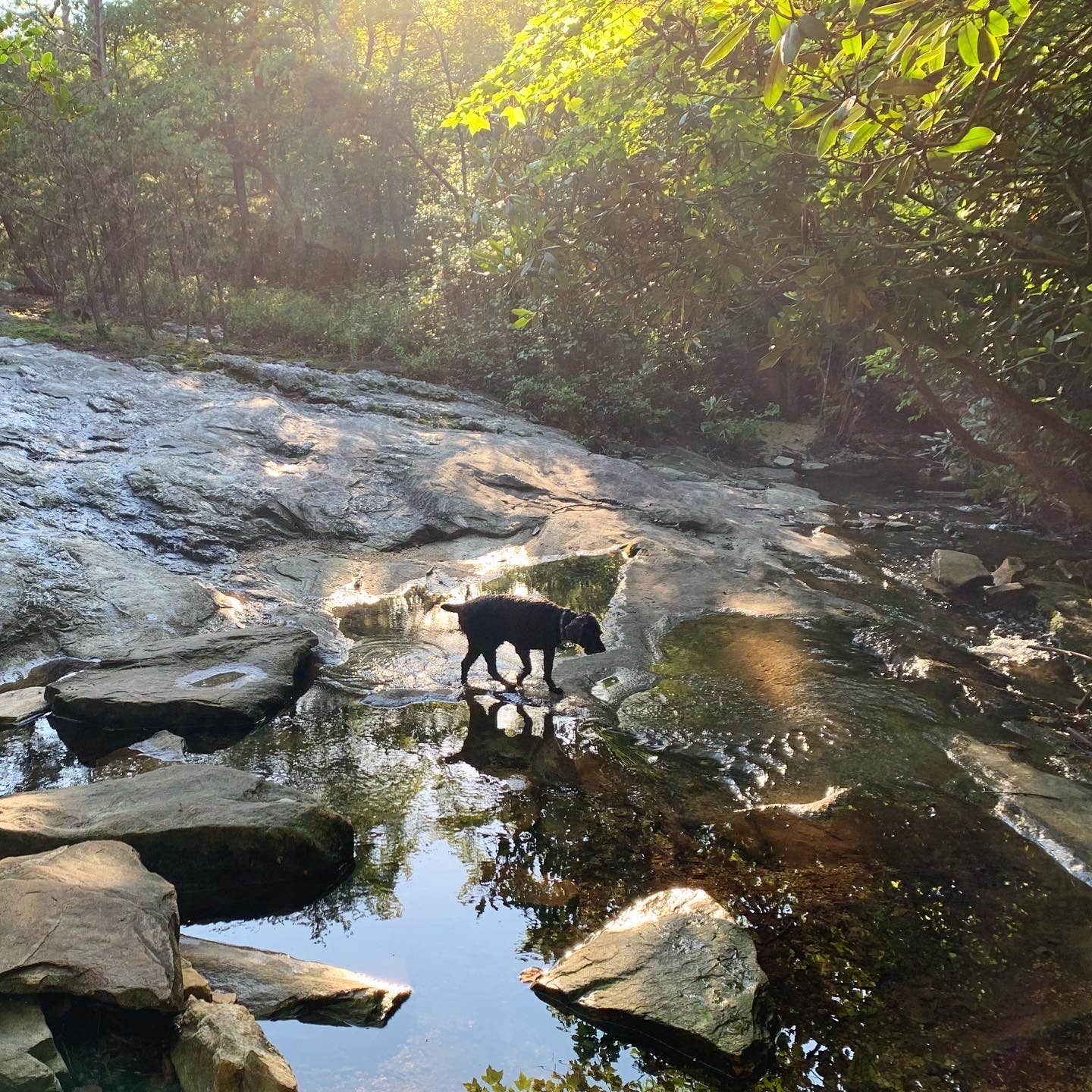 Anjanel P.'s photo of camping with pets at Hanging Rock State Park Campground near High Point, NC