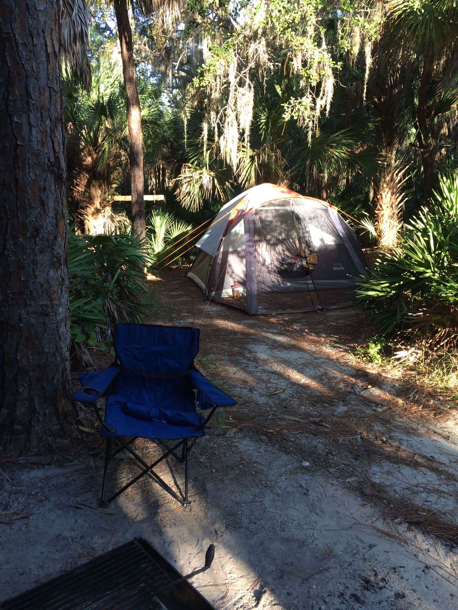 Camper submitted image from Oscar Scherer State Park Campground - 3