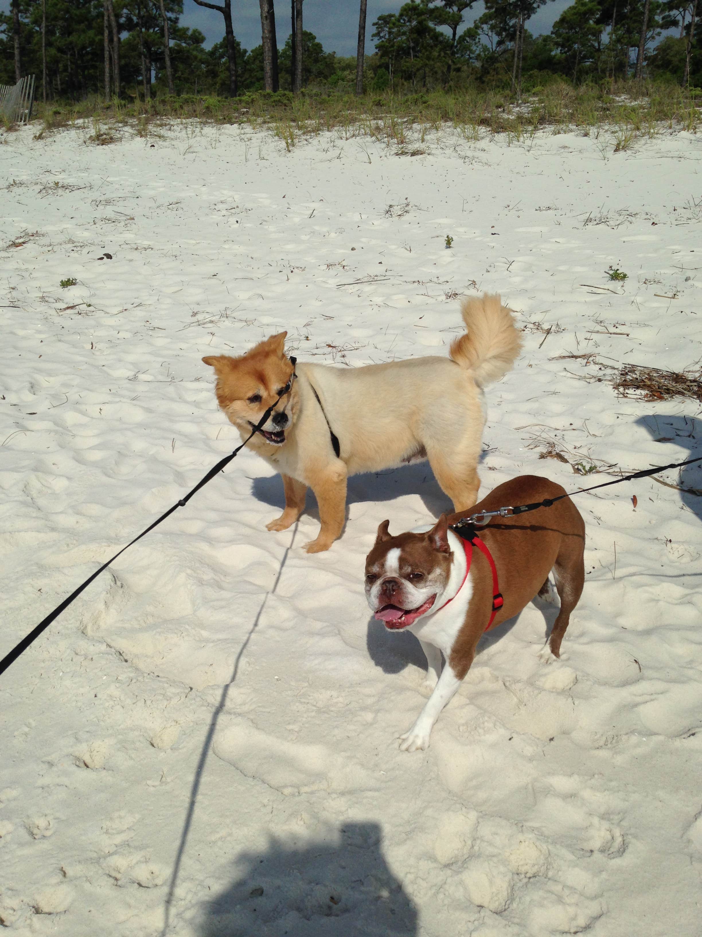 Nancy P.'s photo of camping with pets at Military Park Pensacola Naval Air Station Oak Grove Park and Cottages near Pace, FL