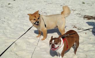 Nancy P.'s photo of camping with pets at Military Park Pensacola Naval Air Station Oak Grove Park and Cottages in Florida