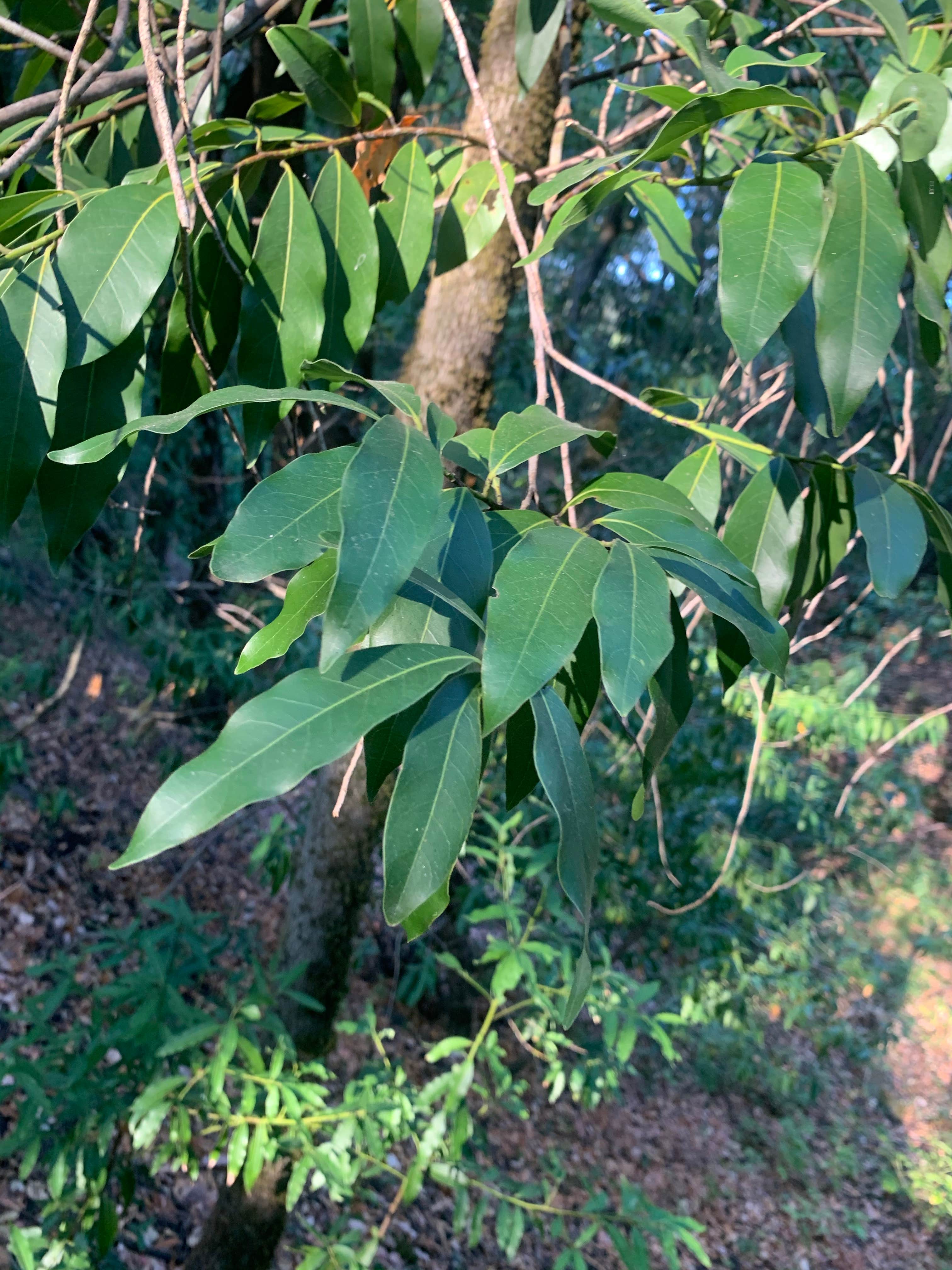 Camper-submitted photo at Boise Creek near Hoopa, CA