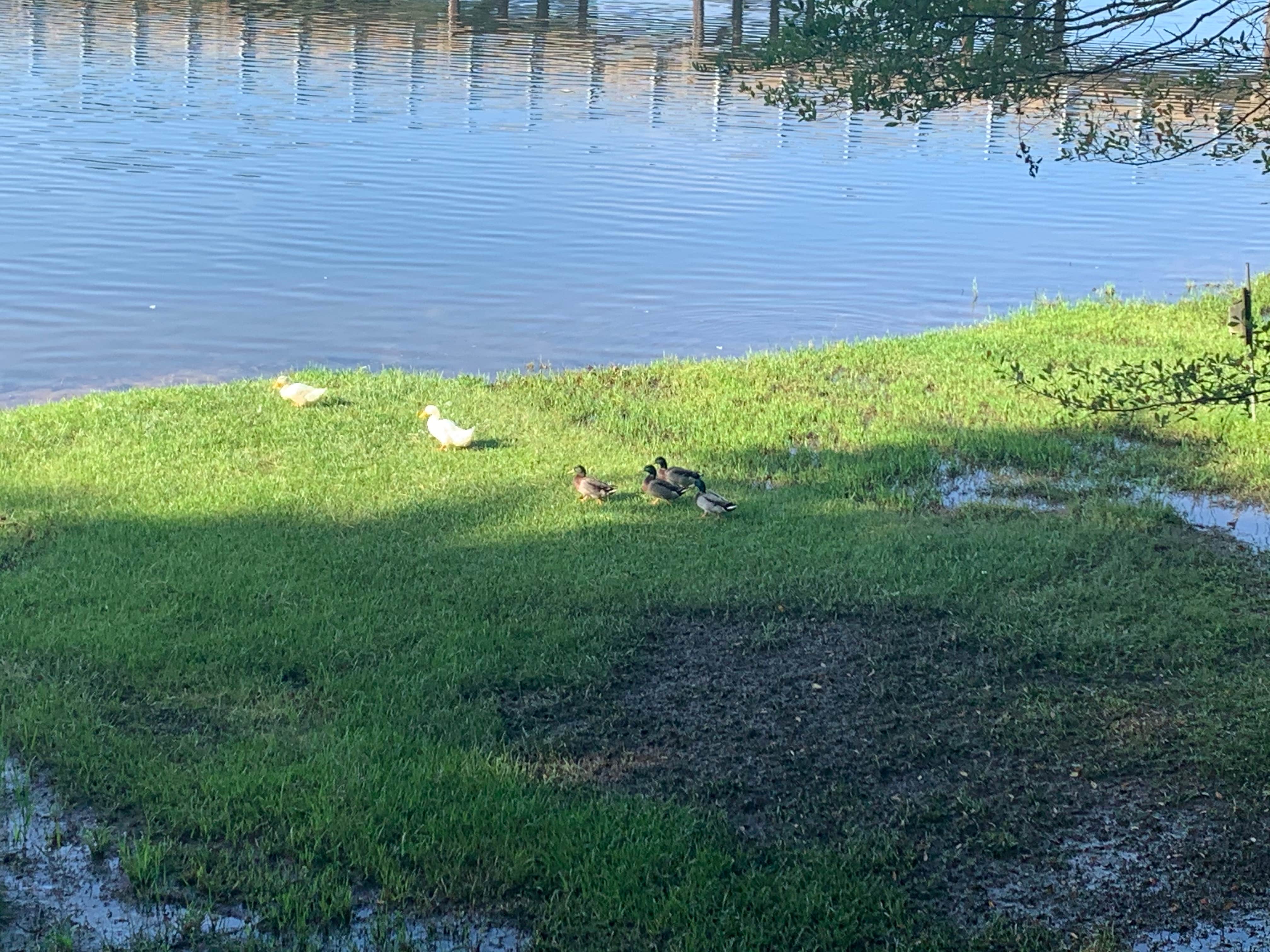 Camper-submitted photo at Lake Lurleen State Park Campground near Northport, AL