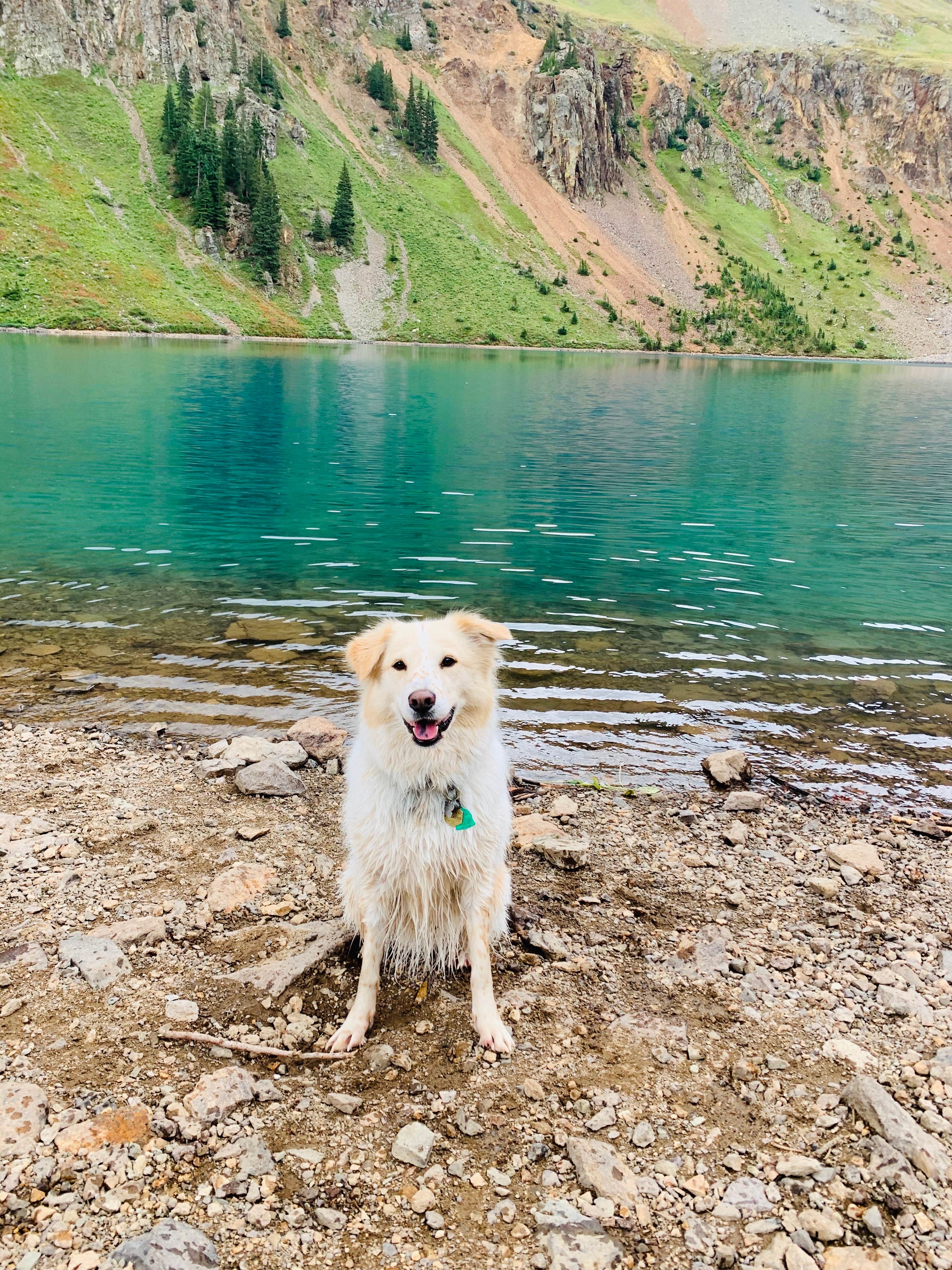 Carly R.'s photo of camping with pets at Blue Lake Dispersed Camping- CLOSED near Ridgway, CO