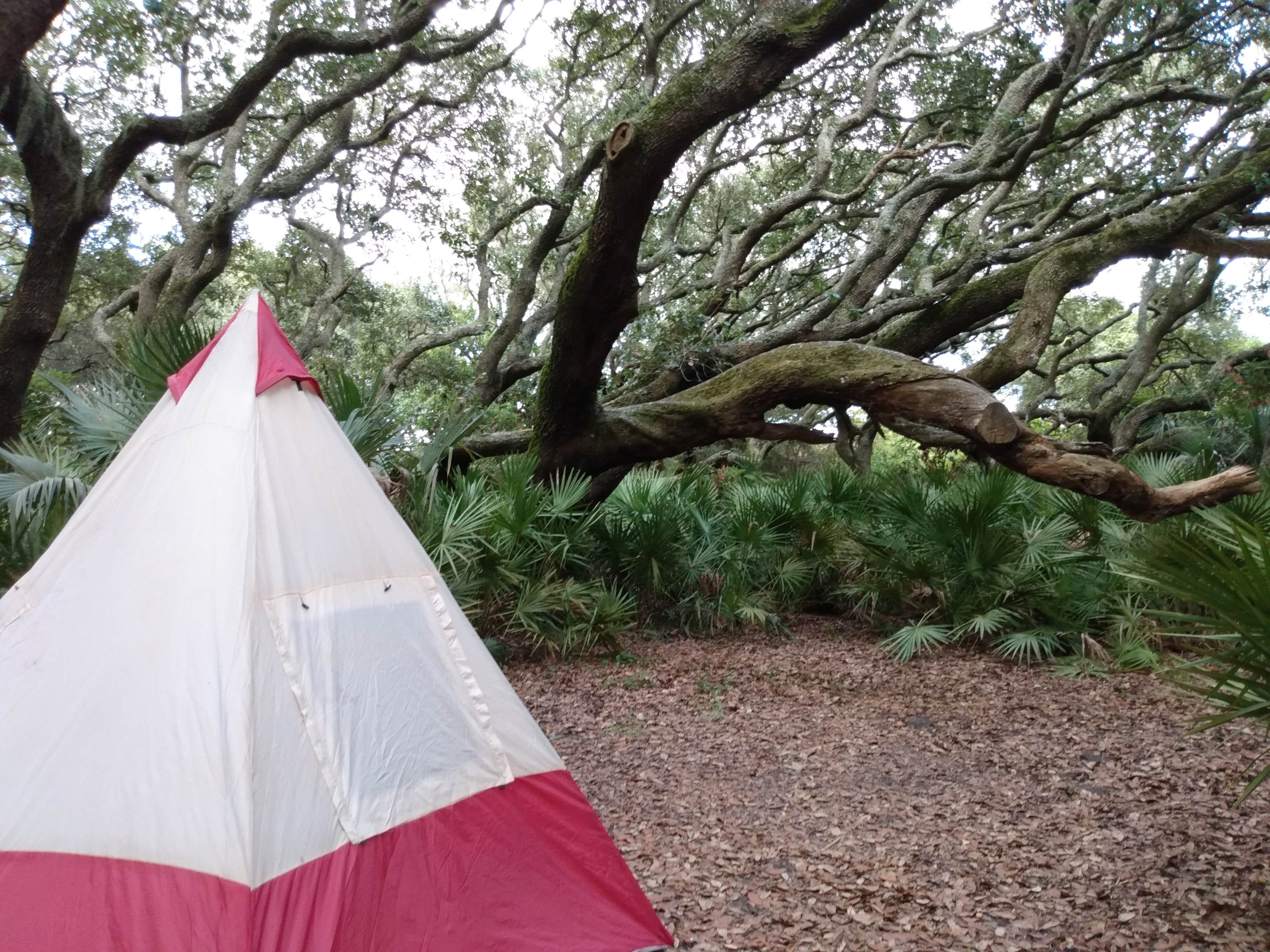 Sara R.'s photo of tent camping at Sea Camp Campground — Cumberland Island National Seashore near Jekyll Island, GA