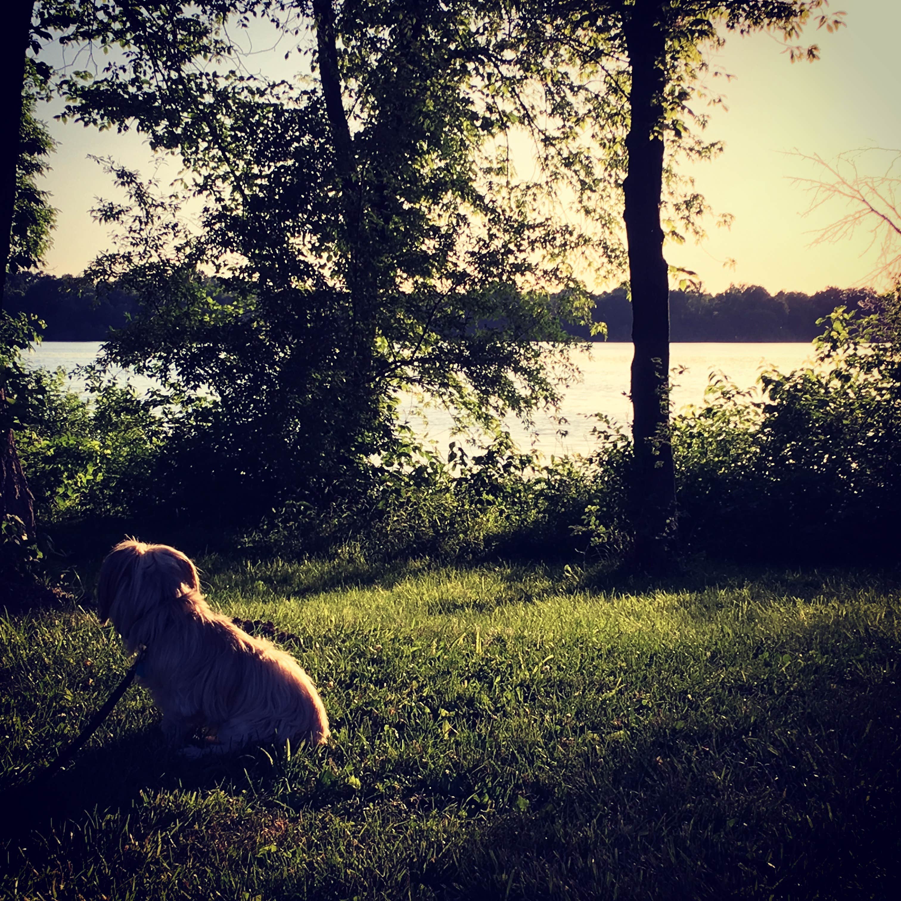 Keith M.'s photo of camping with pets at Sangchris Lake State Park Campground near Ramsey, IL