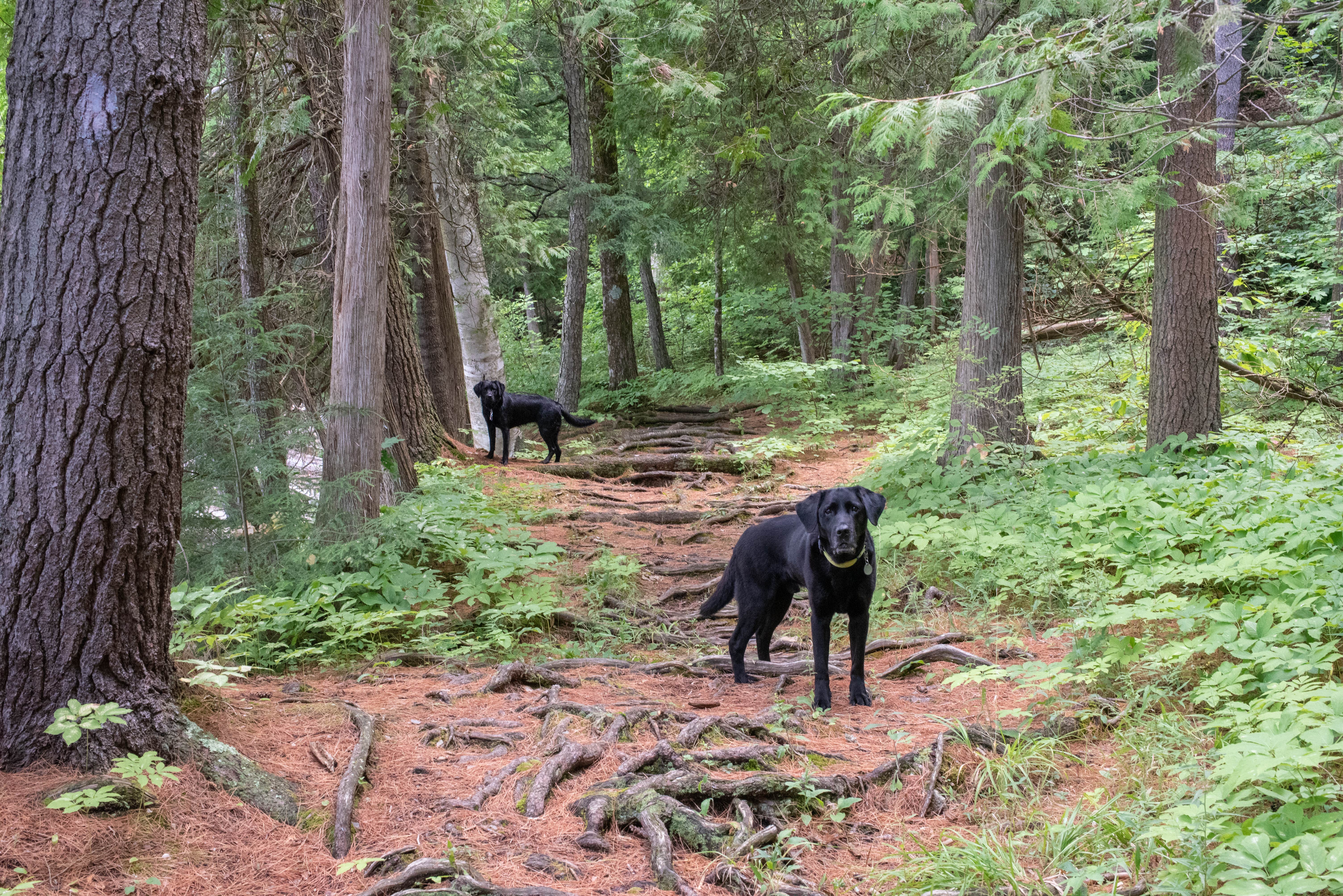 Tara S.'s photo of camping with pets at Bomoseen State Park Campground in Vermont