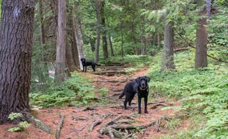 Tara S.'s photo of camping with pets at Bomoseen State Park Campground in Vermont