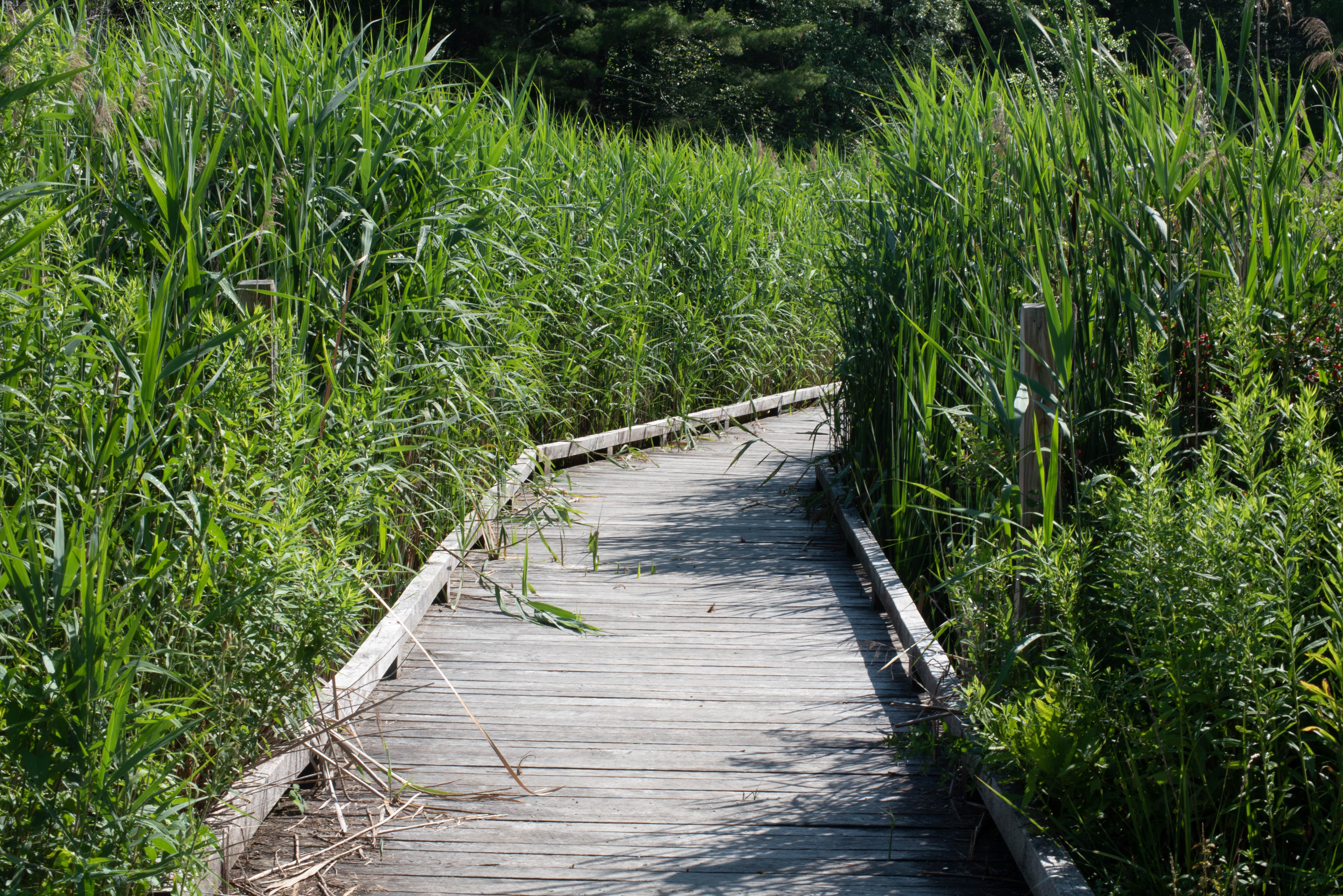 The trail to the campground from the beach