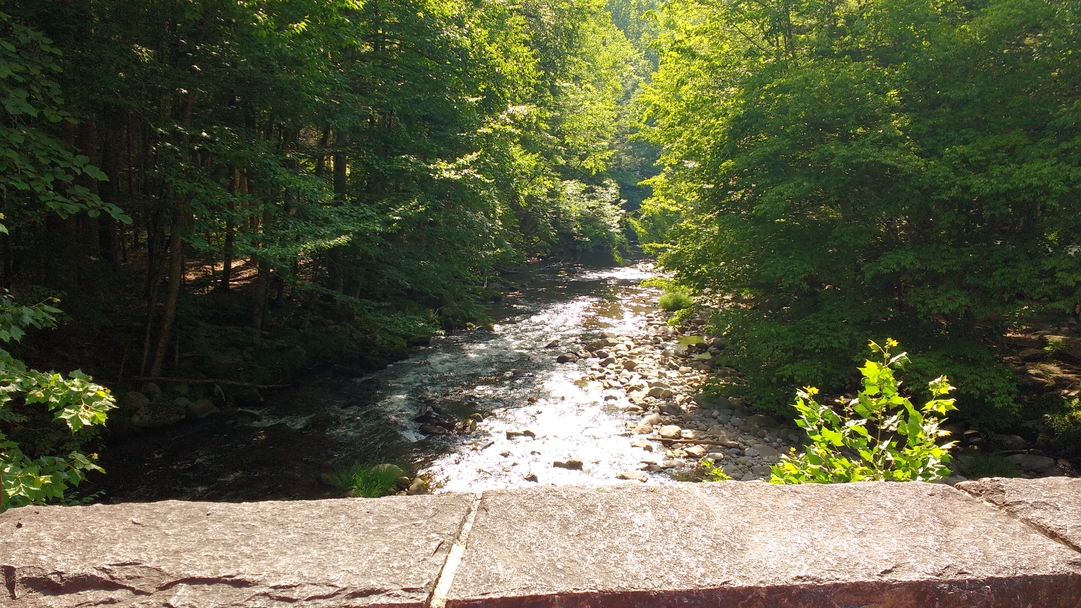 Camper submitted image from Elkmont Campground — Great Smoky Mountains National Park - 4