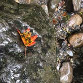 Review photo of Big Creek Campground — Great Smoky Mountains National Park by Chris M., September 2, 2020