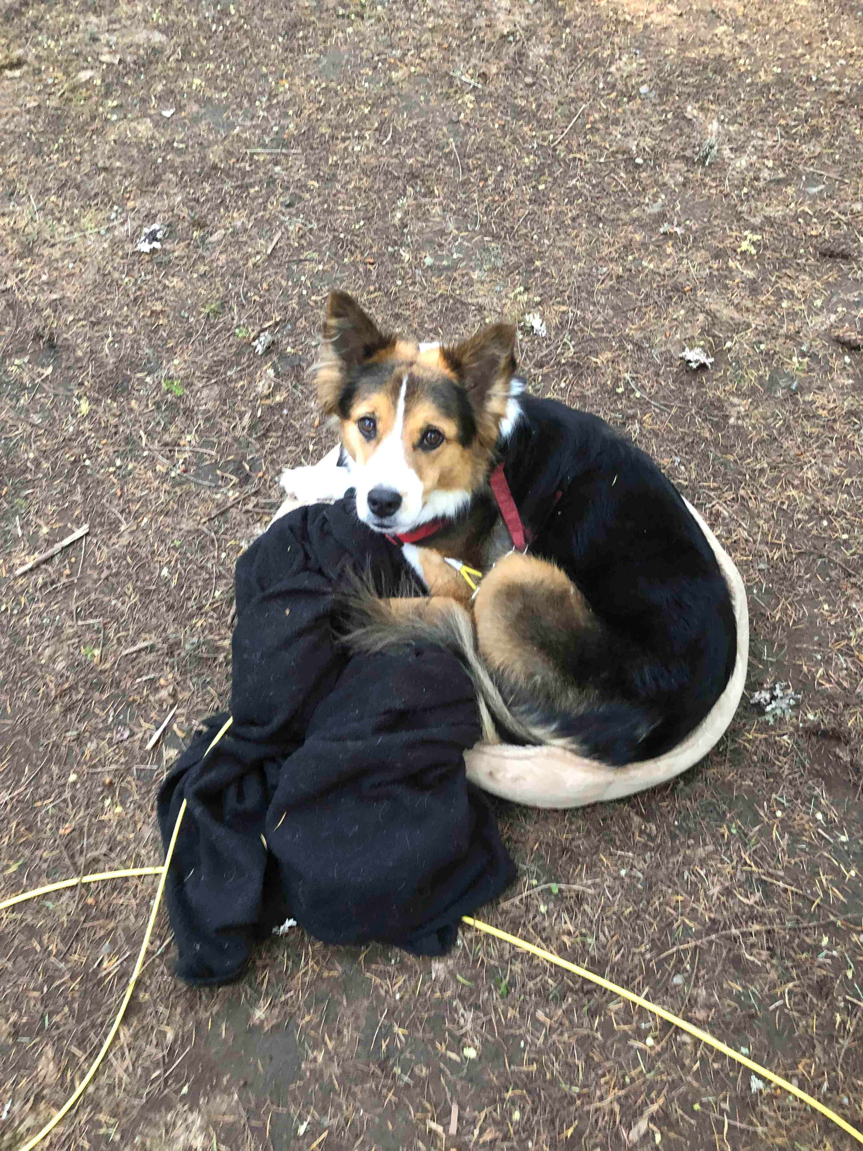 Camper-submitted photo at Seaquest State Park Campground near Woodland, WA