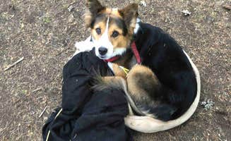 Tom K.'s photo of camping with pets at Seaquest State Park Campground near Onalaska, WA