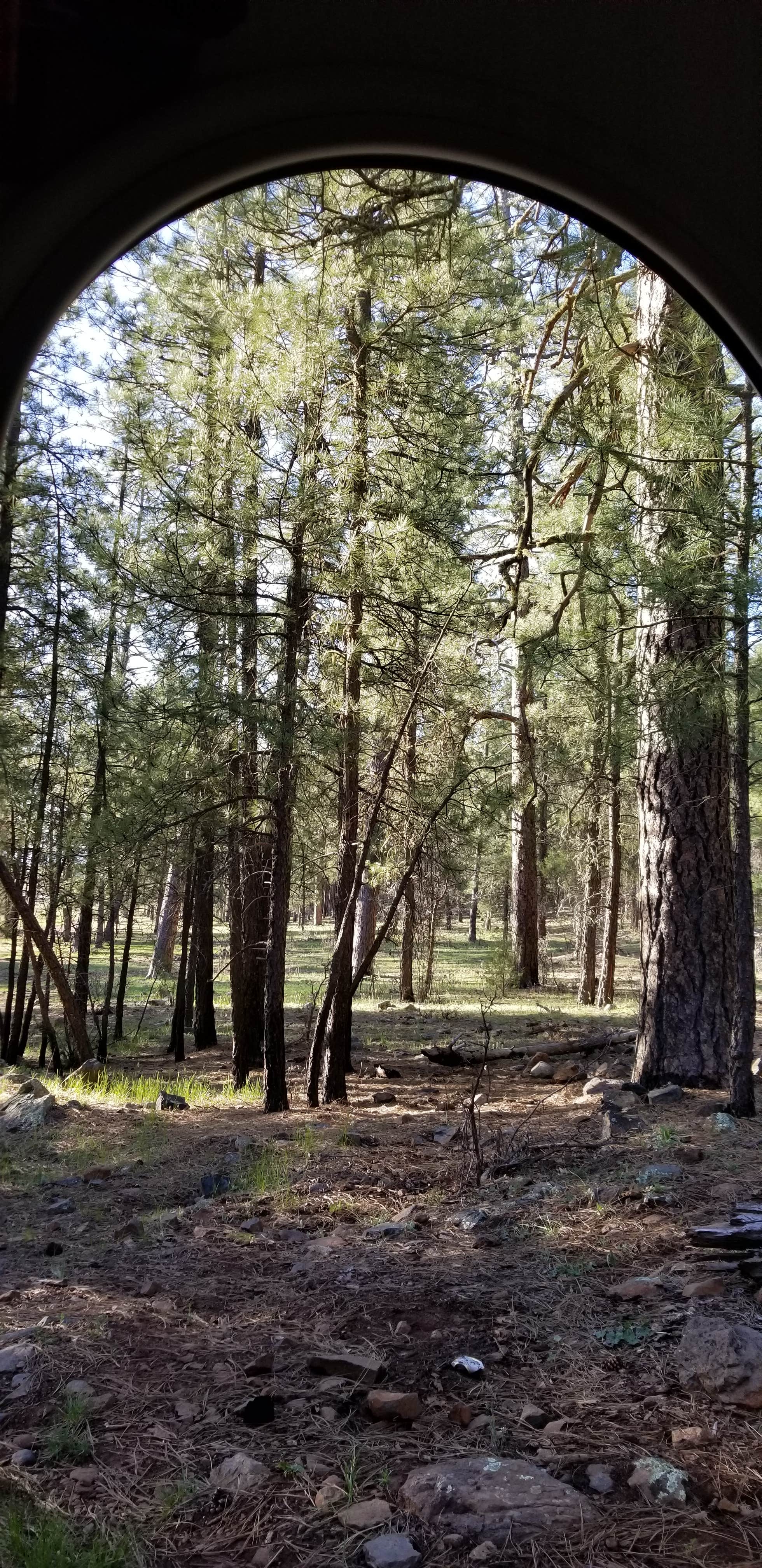 Camper-submitted photo at Schnebly Hill Rd, Fox Borough Dam near Mormon Lake, AZ