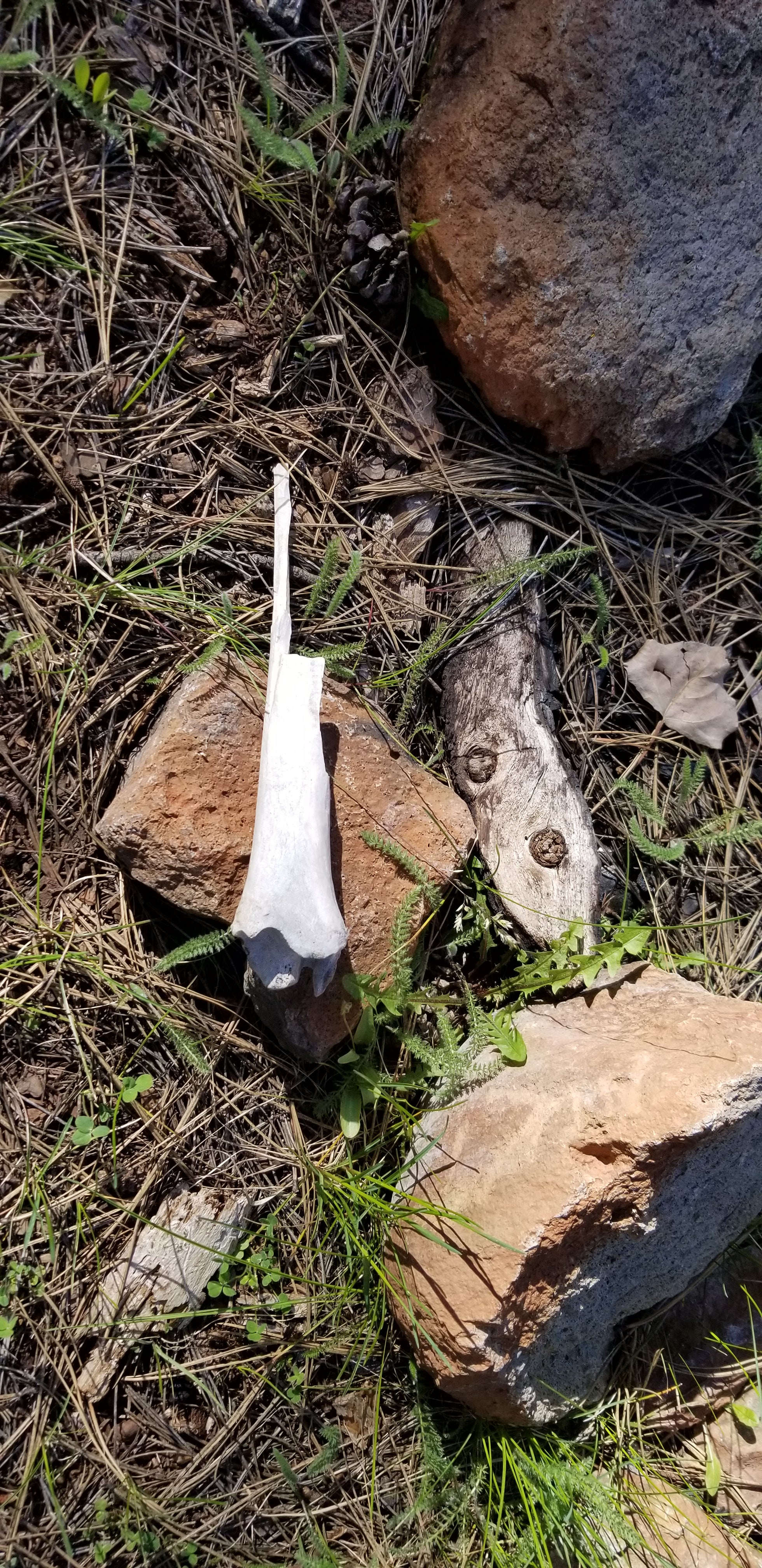 Found a bone, hoping it was animal.
