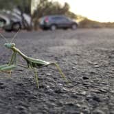 Review photo of Catalina State Park Campground by Mindy H., September 2, 2020
