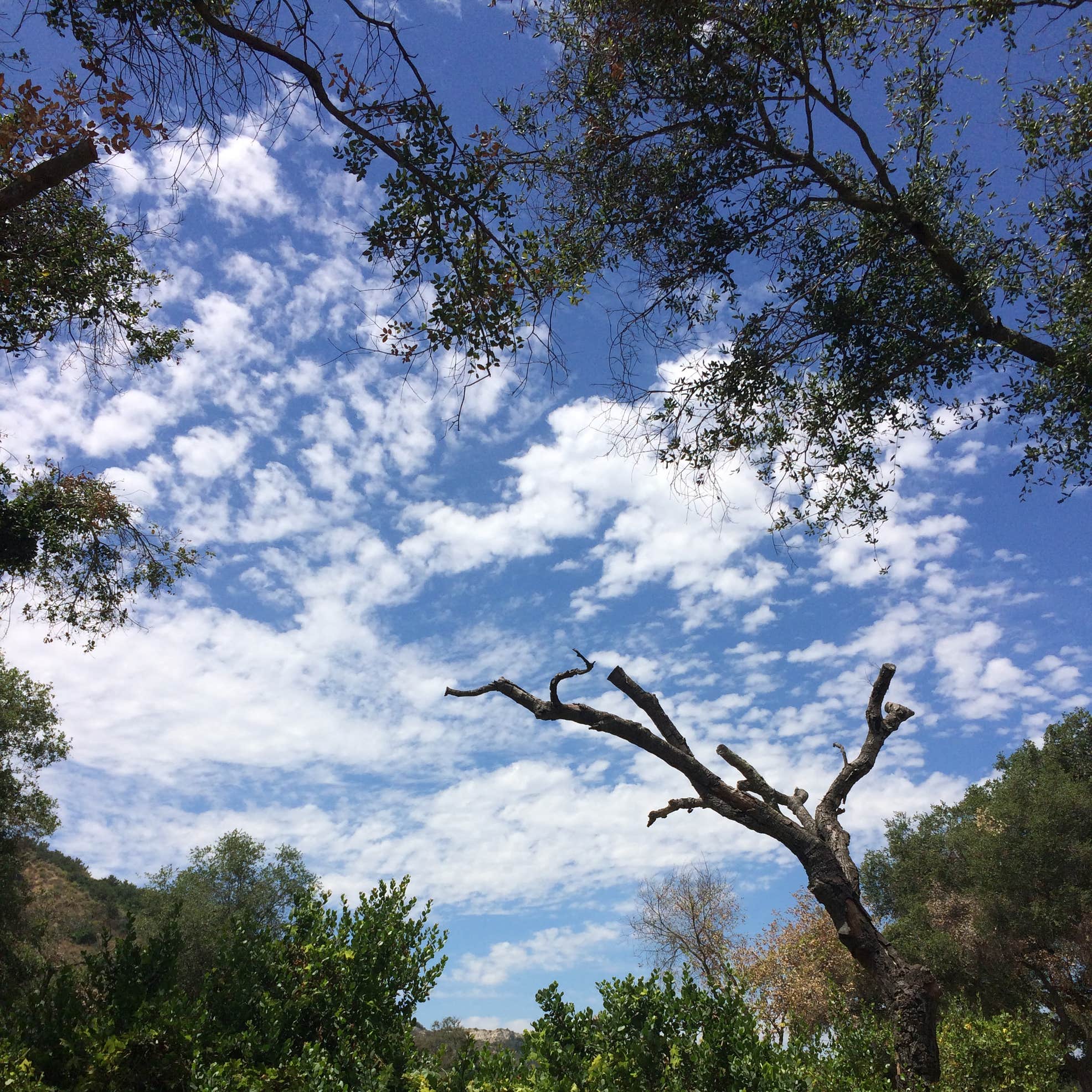 Ronald W. Caspers Wilderness Park Camping The Dyrt