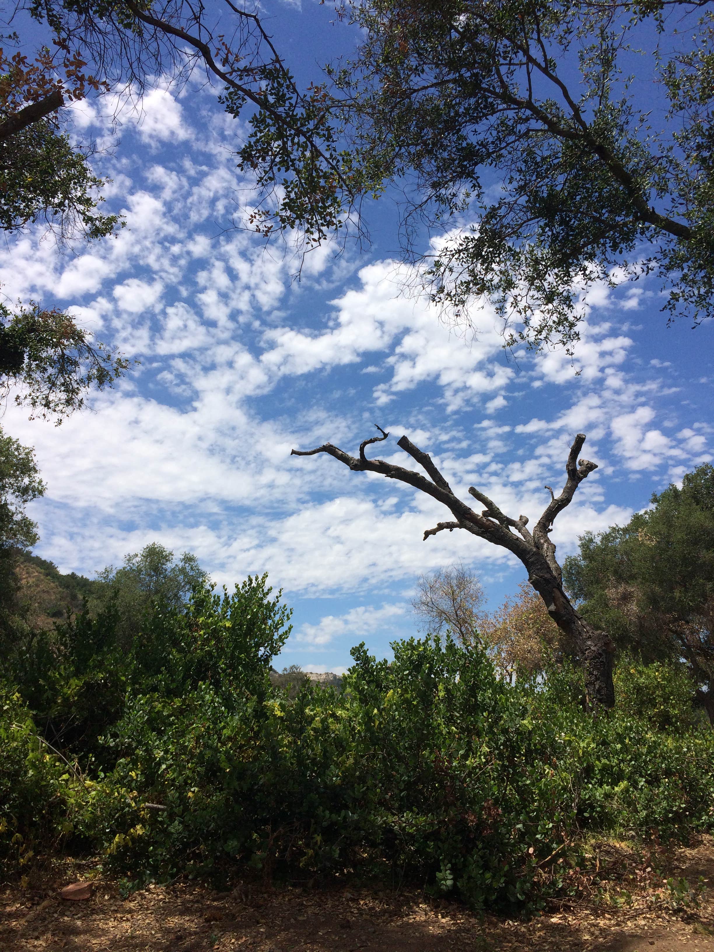 Ronald W. Caspers Wilderness Park Camping San Juan Capistrano, CA