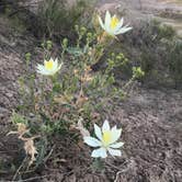 Review photo of Buffalo Gap Dispersed Camping by Beth D., September 3, 2020