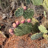 Review photo of Juniper Campground — Palo Duro Canyon State Park by Phil W., September 3, 2020