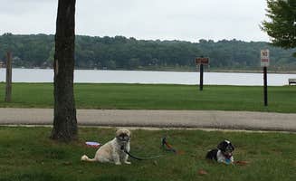 Debra B.'s photo of camping with pets at Waterloo Sugarloaf Modern — Waterloo Recreation Area near Okemos, MI