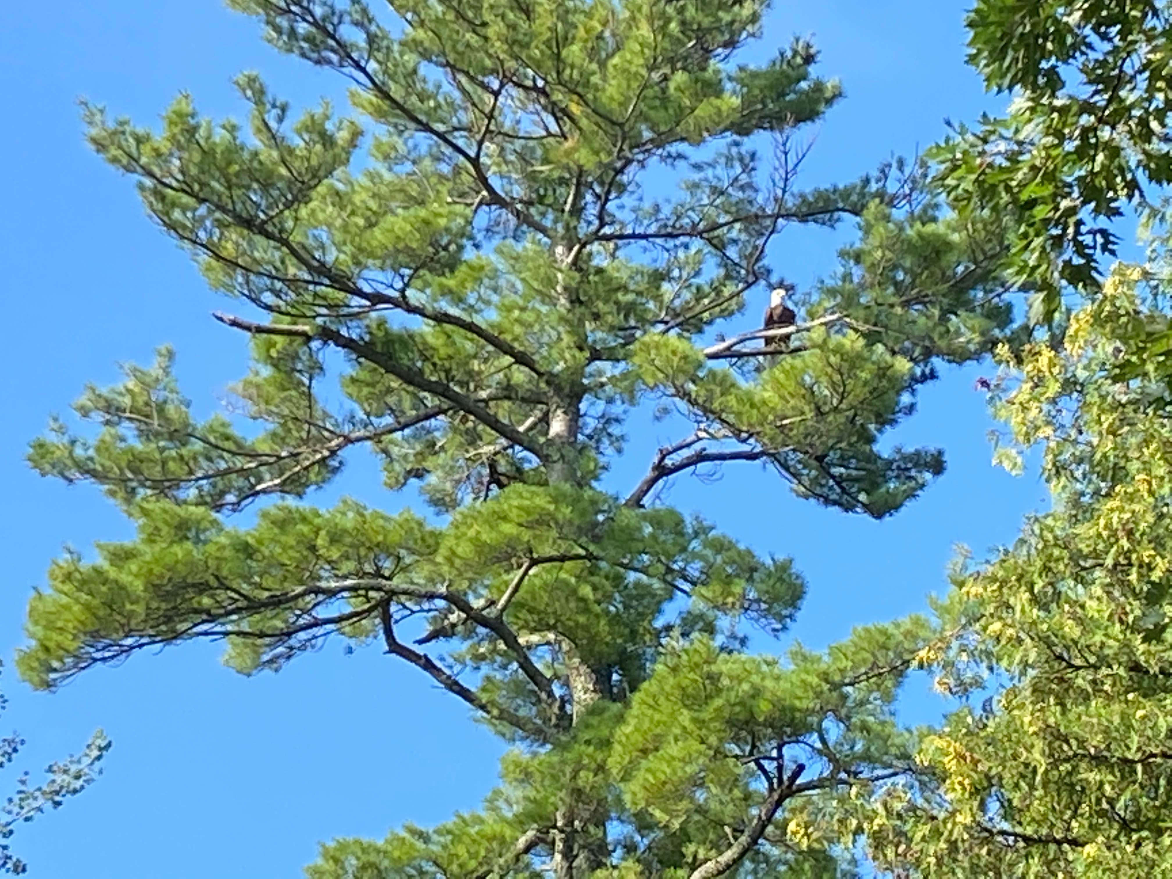 Camper-submitted photo at North Star — Chippewa National Forest near Bigfork, MN