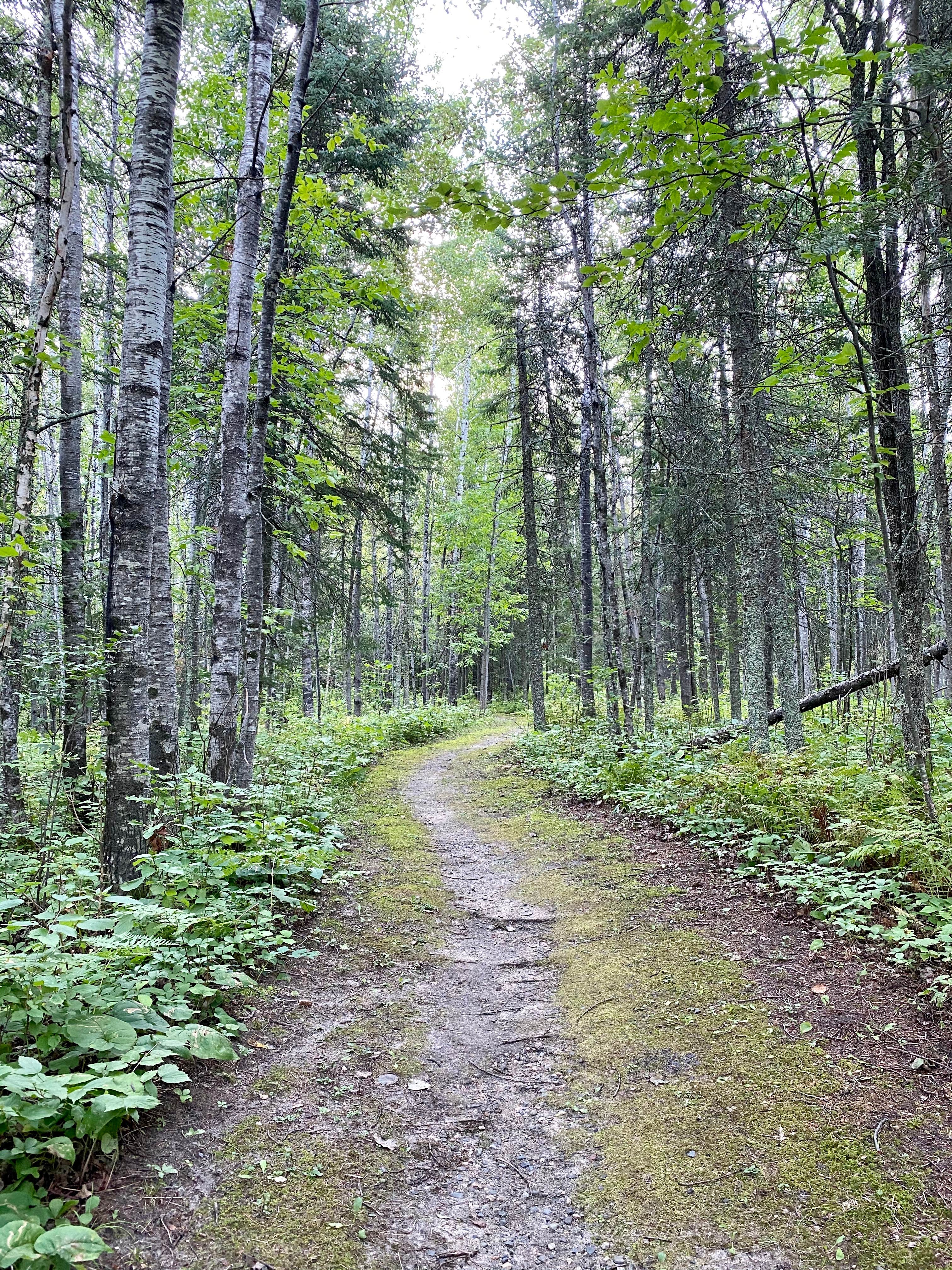 Camper-submitted photo at North Star — Chippewa National Forest near Bigfork, MN