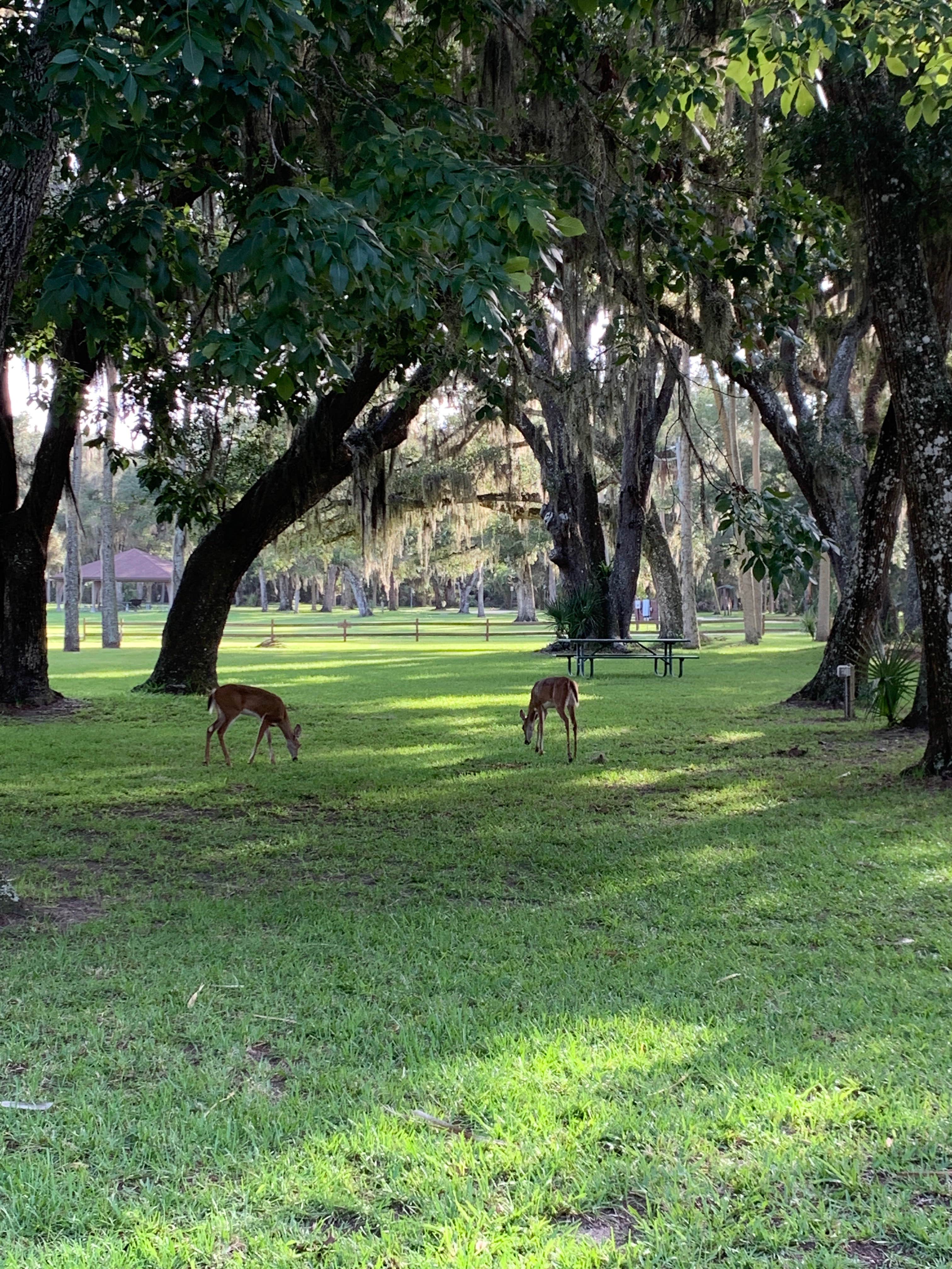 Justin W.&#x27;s photo of camping with a horse at Princess Place Preserve near Bunnell, FL