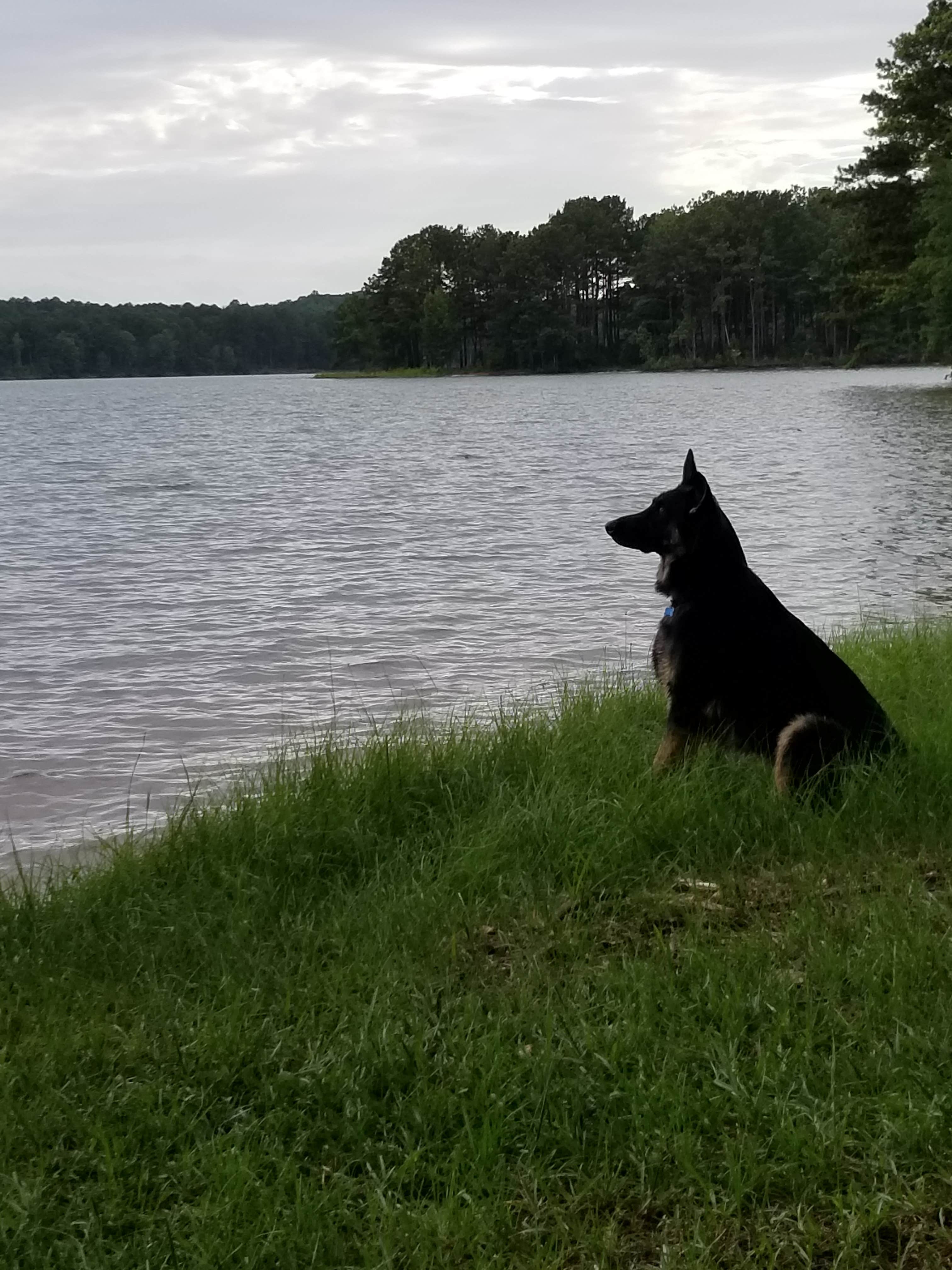 Tracy J.'s photo of camping with pets at Amity Campground near Columbus, GA