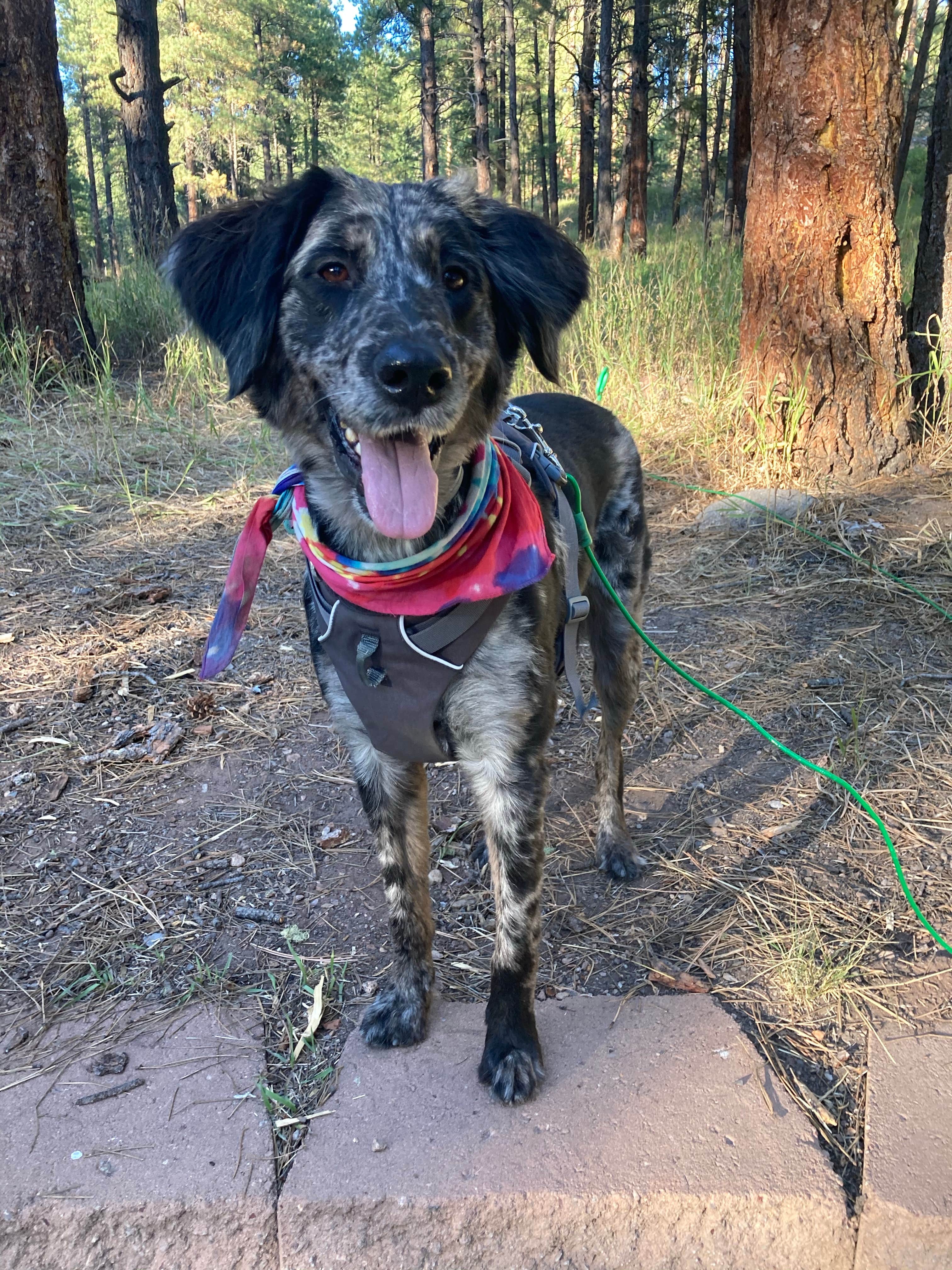 Keelia's photo of camping with pets at San Antonio Campground near Abiquiu Lake
