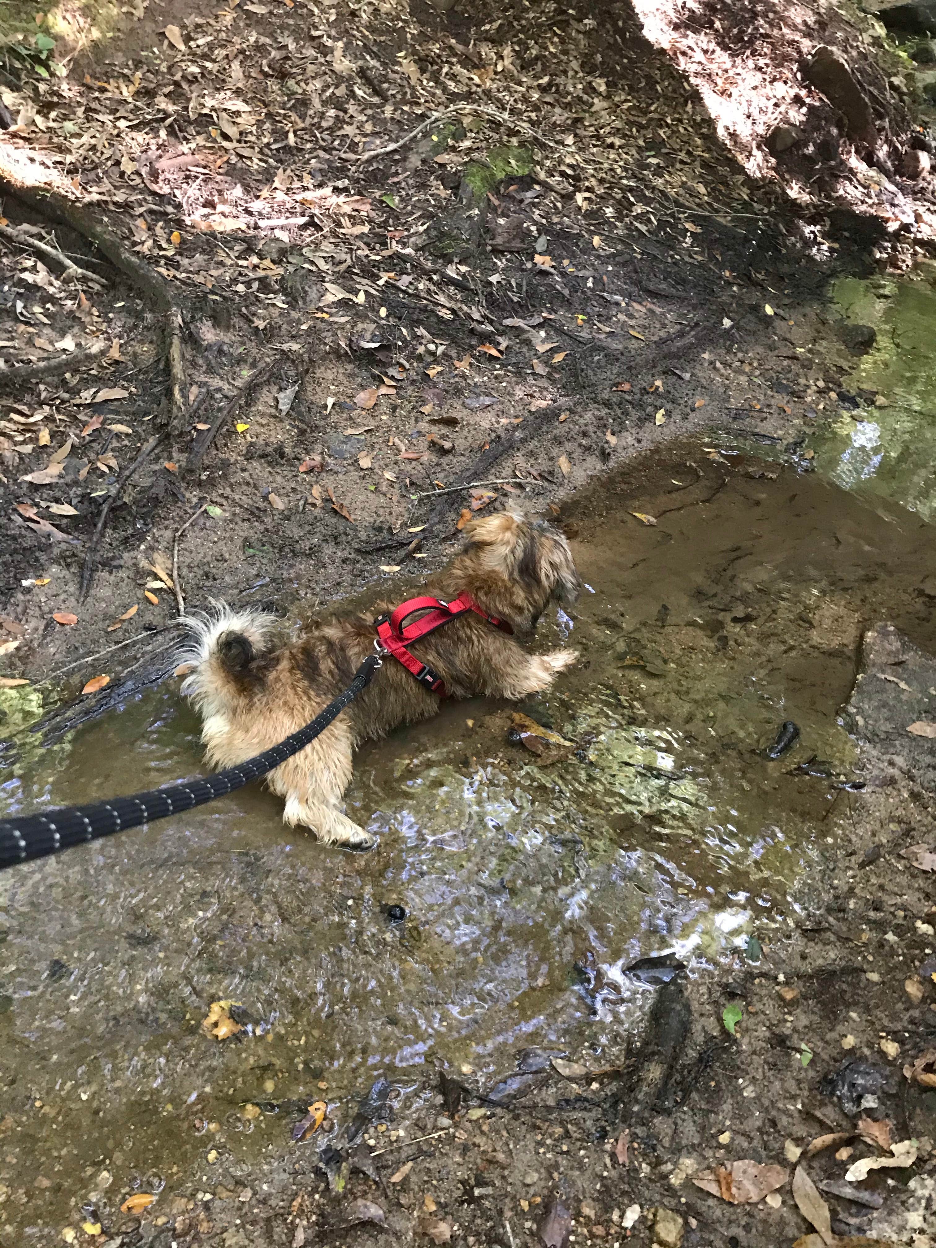 Annell N.'s photo of camping with pets at High Falls State Park Campground near Morrow, GA