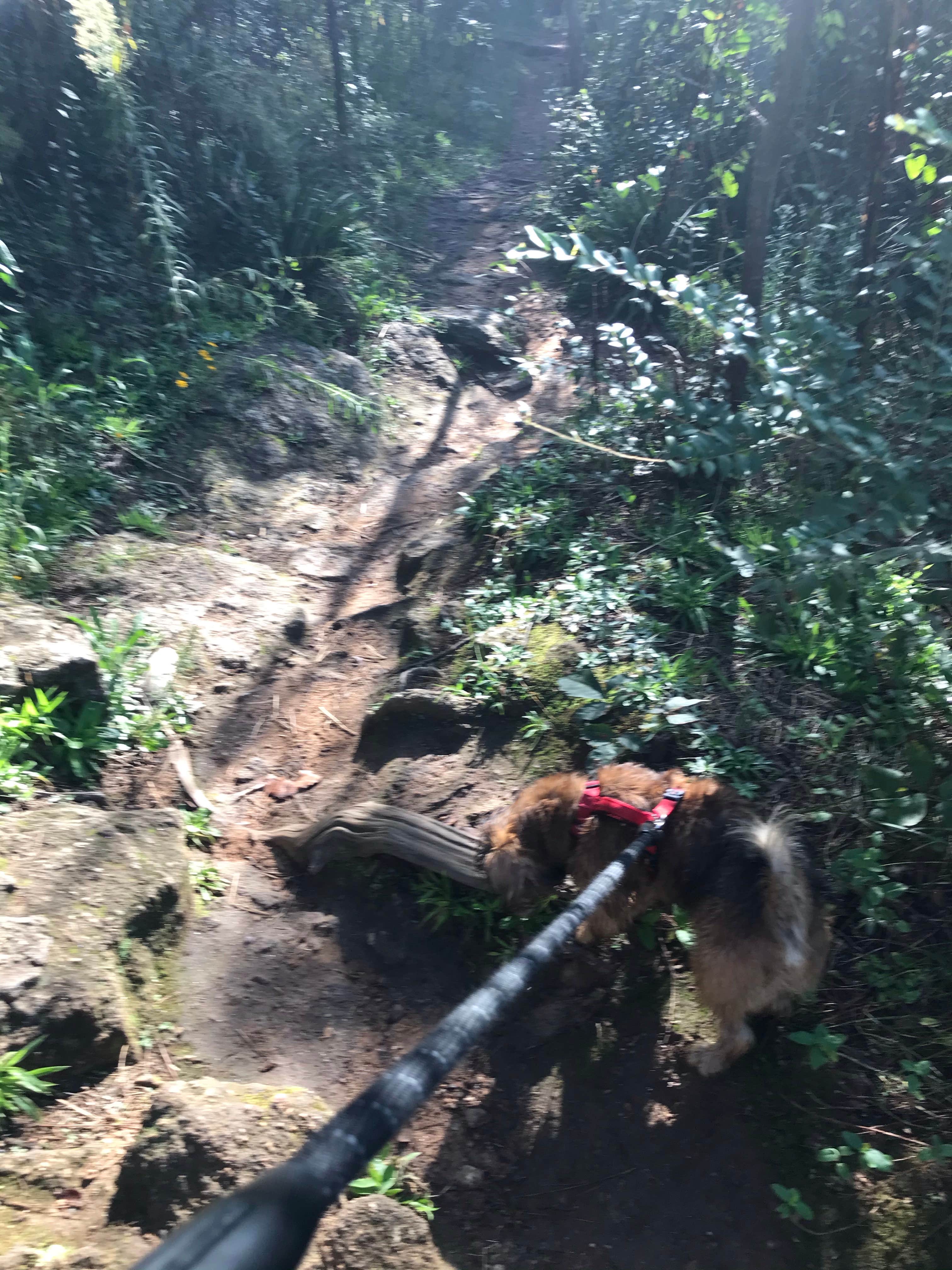 Annell N.'s photo of camping with pets at High Falls State Park Campground near Macon, GA