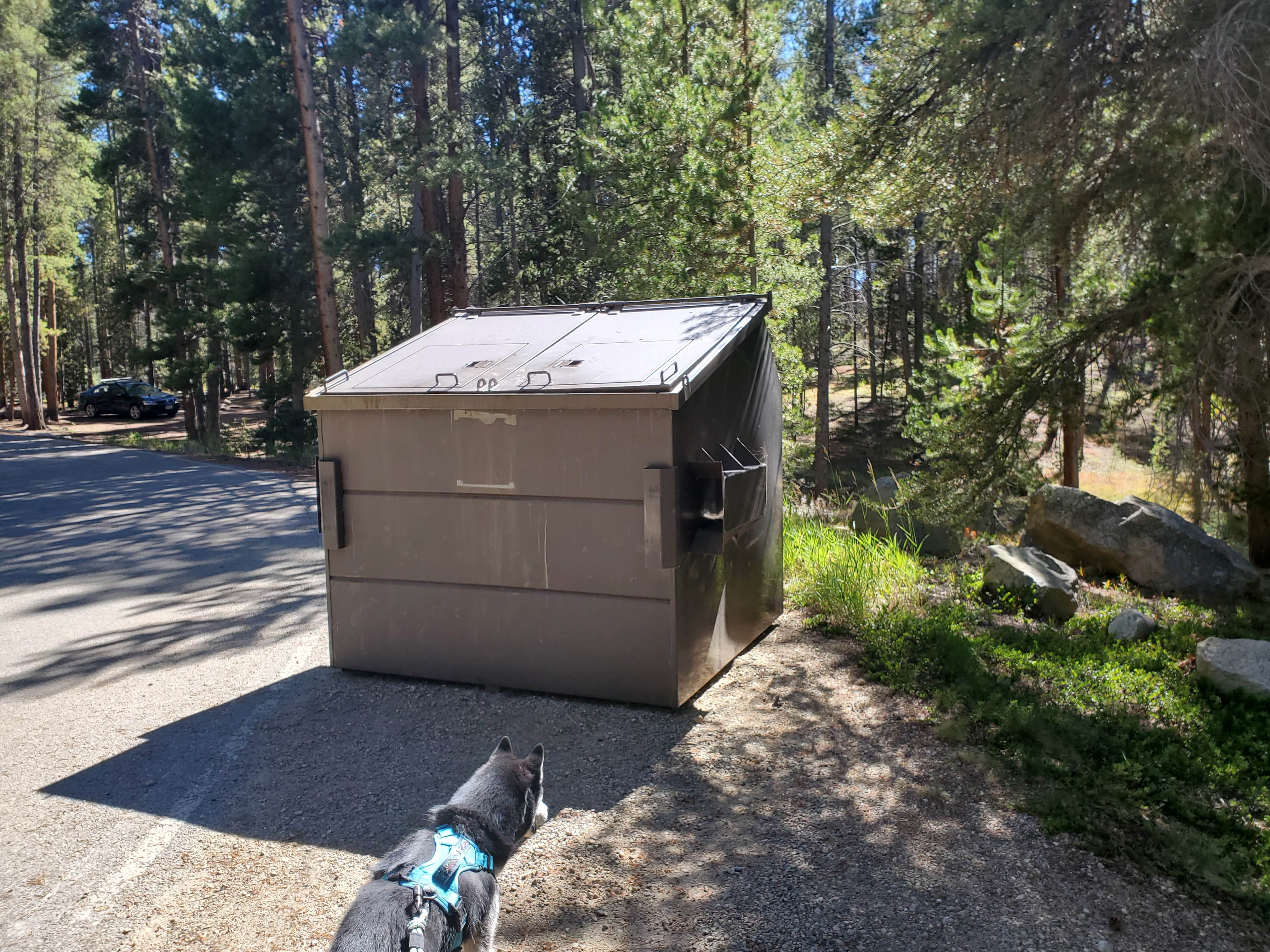 Katie H.'s photo of camping with pets at Molly Brown Campground near Fairplay, CO
