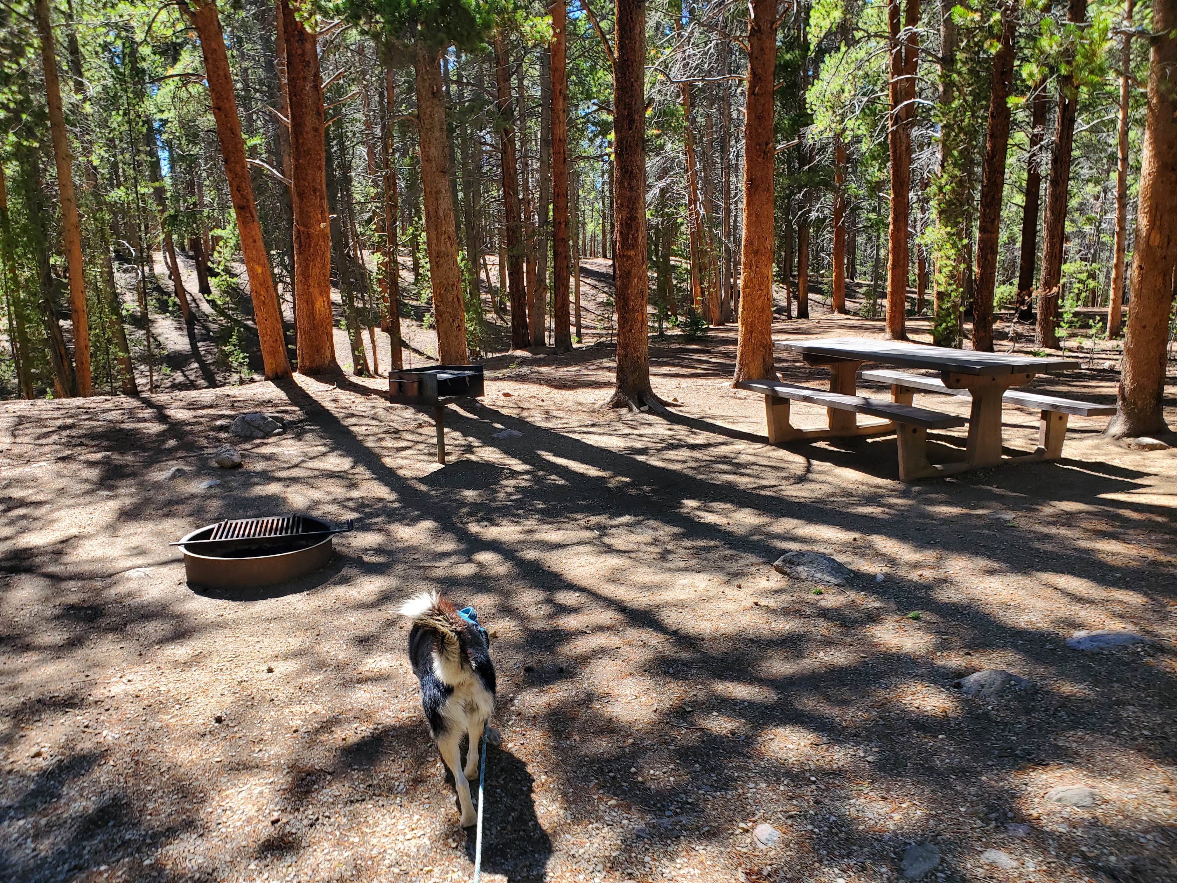 Camper submitted image from San Isabel National Forest Father Dyer Campground - 4